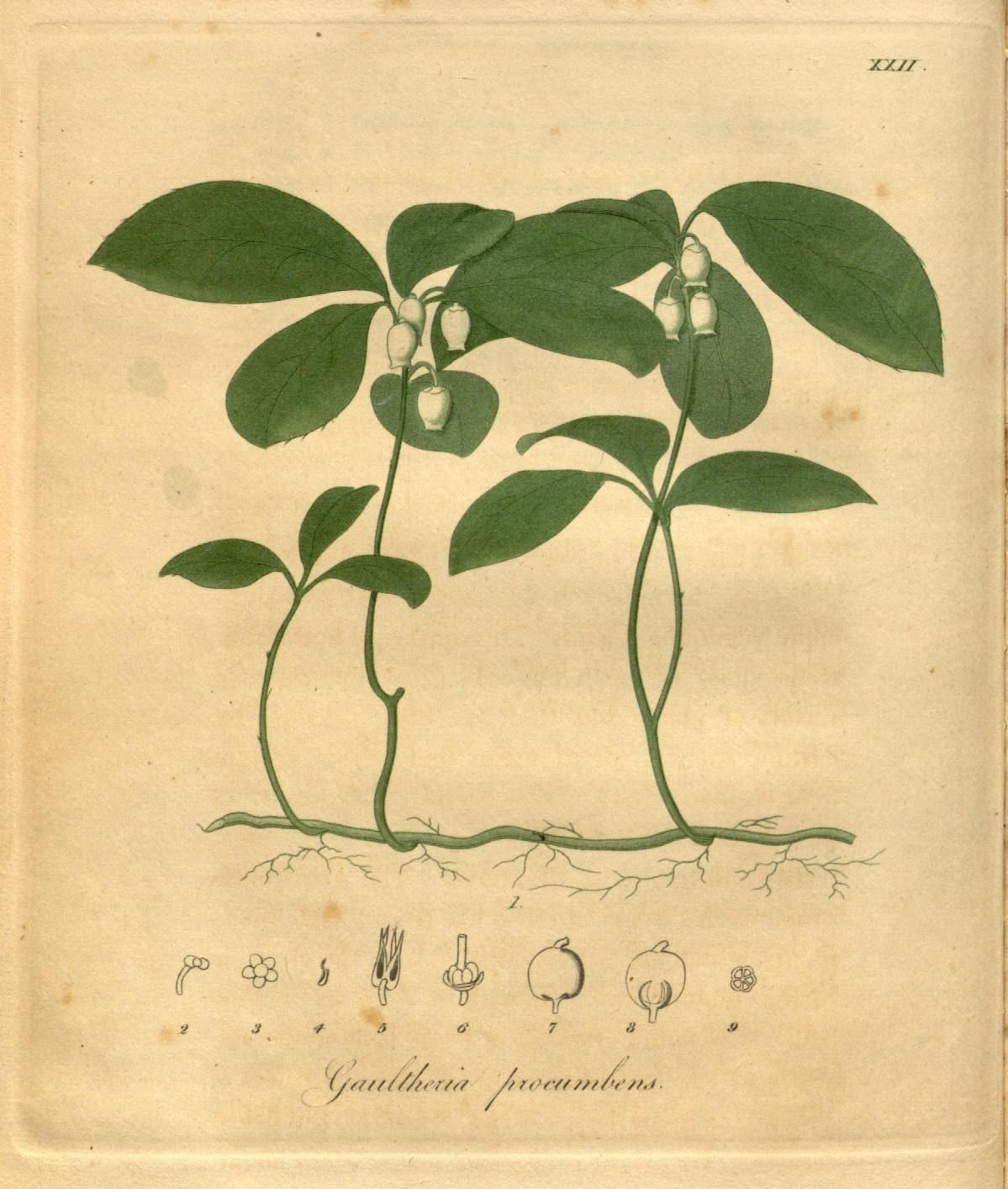 An 1818 colored botanical engraving of teaberry (Gaultheria procumbens): three low stems rising from a creeping rootstock, with glossy oval leaves and nodding white urn-shaped flowers, above a row of numbered dissections of the flower and fruit.
