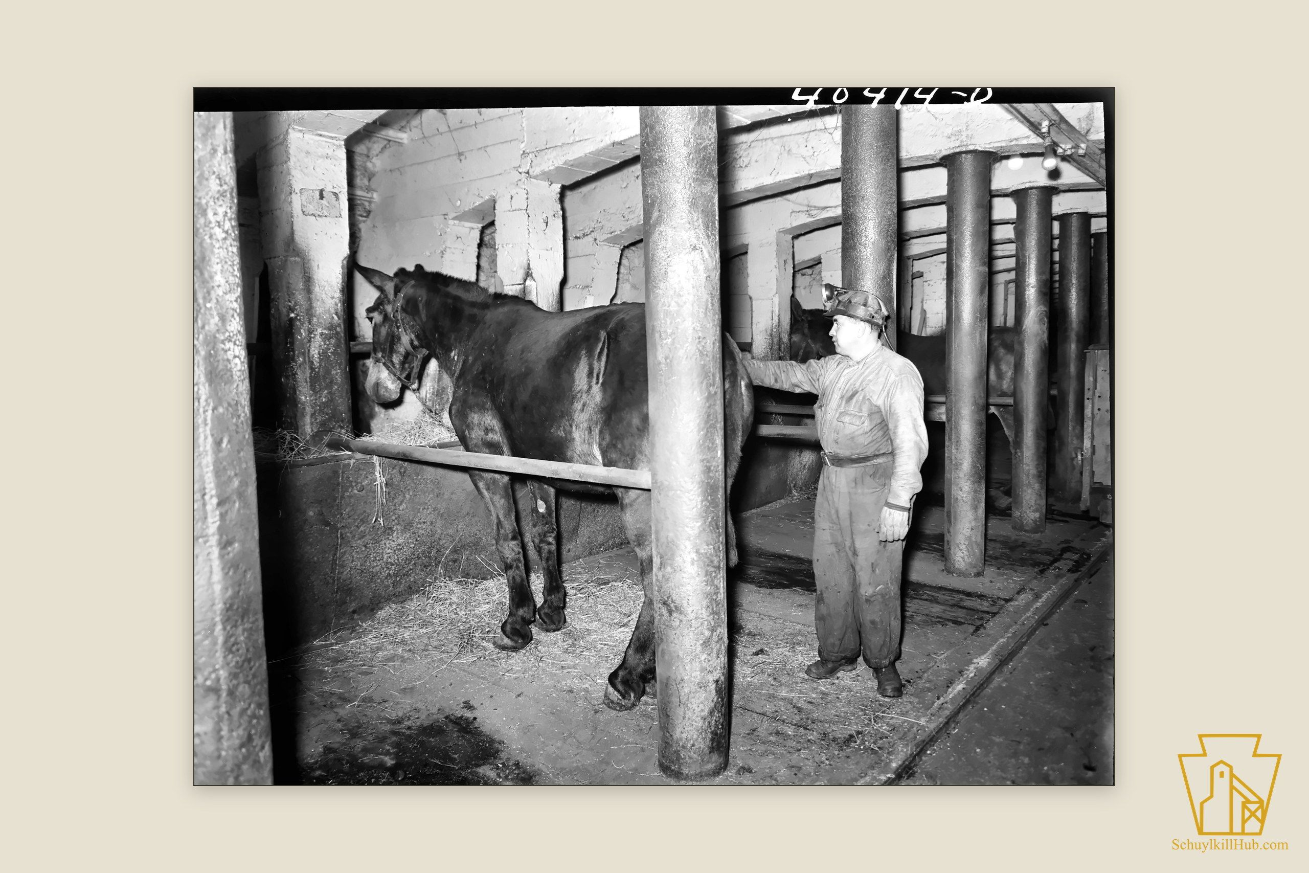 A miner tending mules in the whitewashed underground stable of the Maple Hill mine.