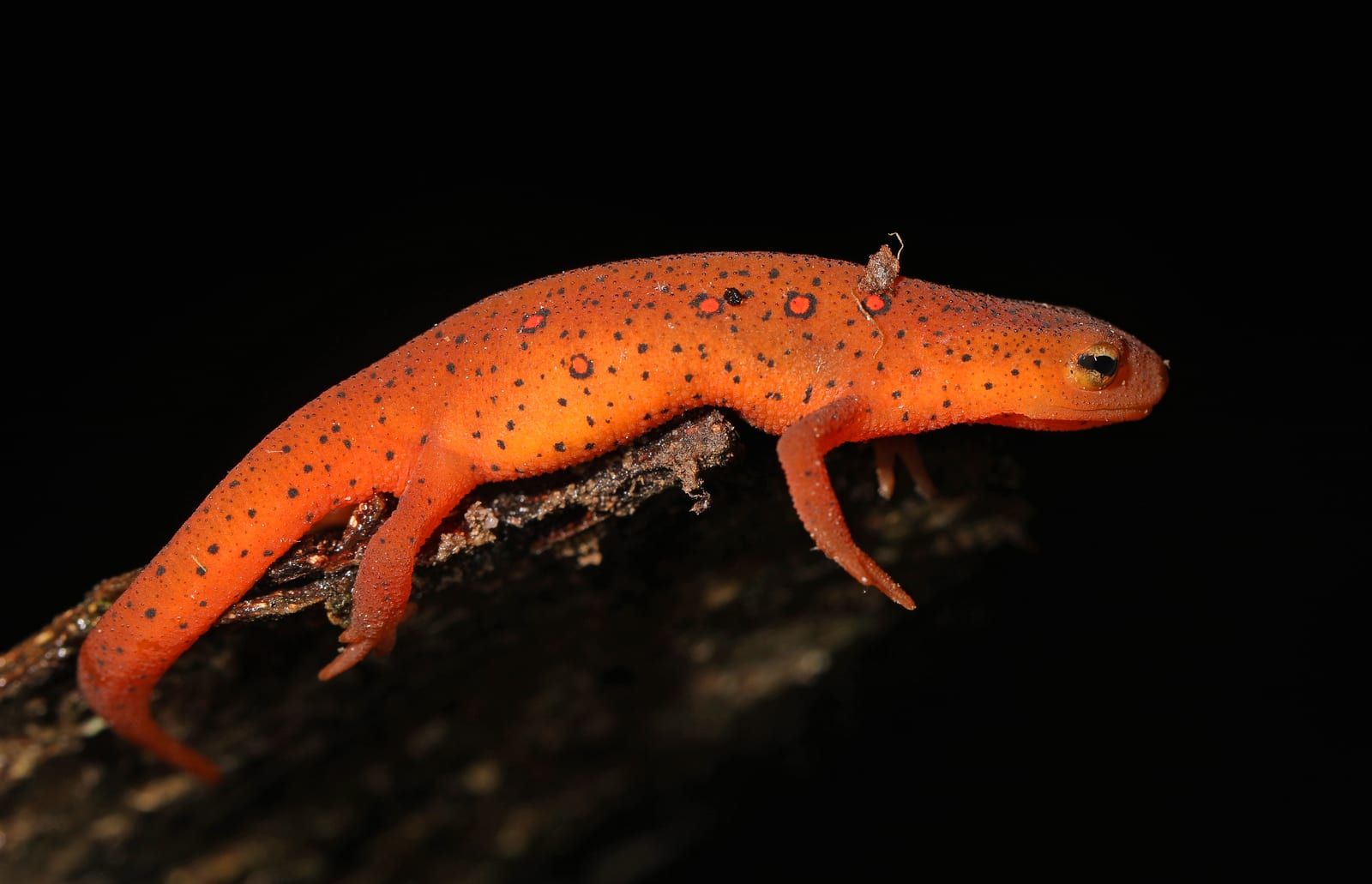 A bright orange-red eft crawling along a dark log at night, its skin dotted with fine black flecks and a line of black-ringed red spots down each side.