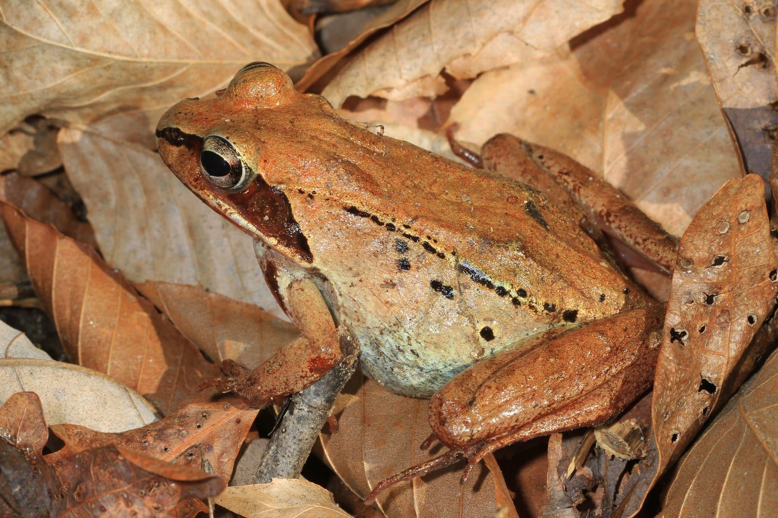 A coppery-brown wood frog on dry leaf litter, a dark mask running back through the eye and pale ridges down each side.