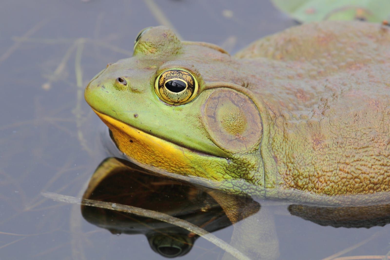 A large American bullfrog resting at the water's surface, its green head and yellow throat above the waterline and a broad circular eardrum behind the eye.