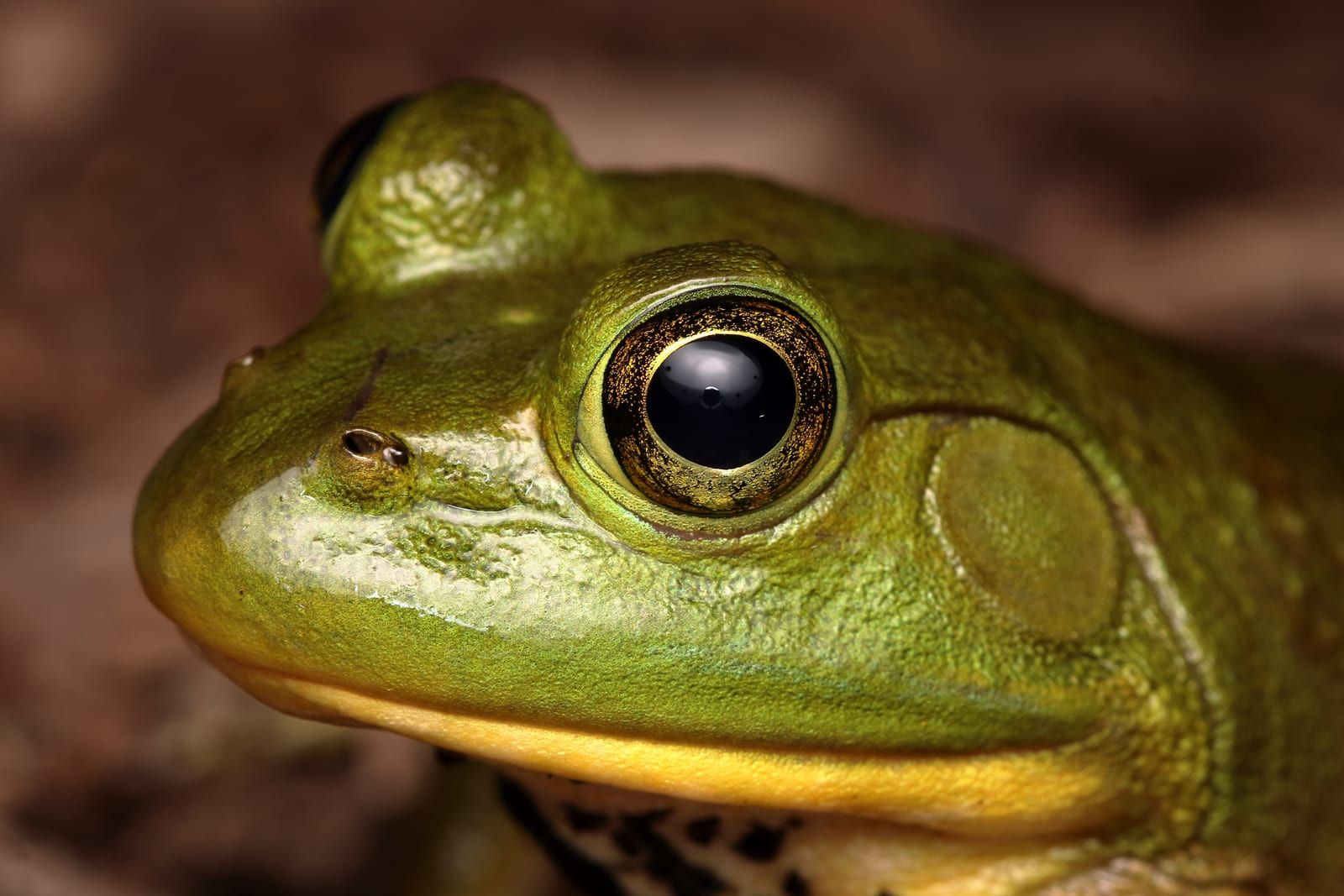 A close portrait of an American bullfrog's green-and-gold head, with a large golden eye beside an even larger circular eardrum.