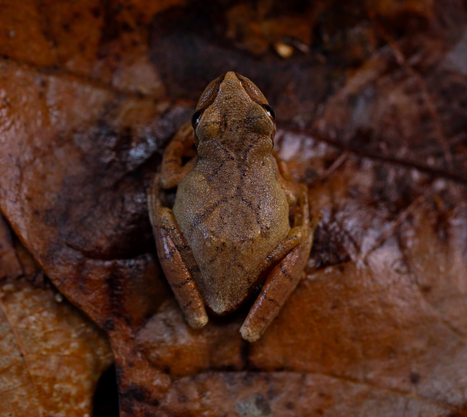 A small tan spring peeper viewed from above on a wet dead leaf, a darker X-shaped mark crossing its back.