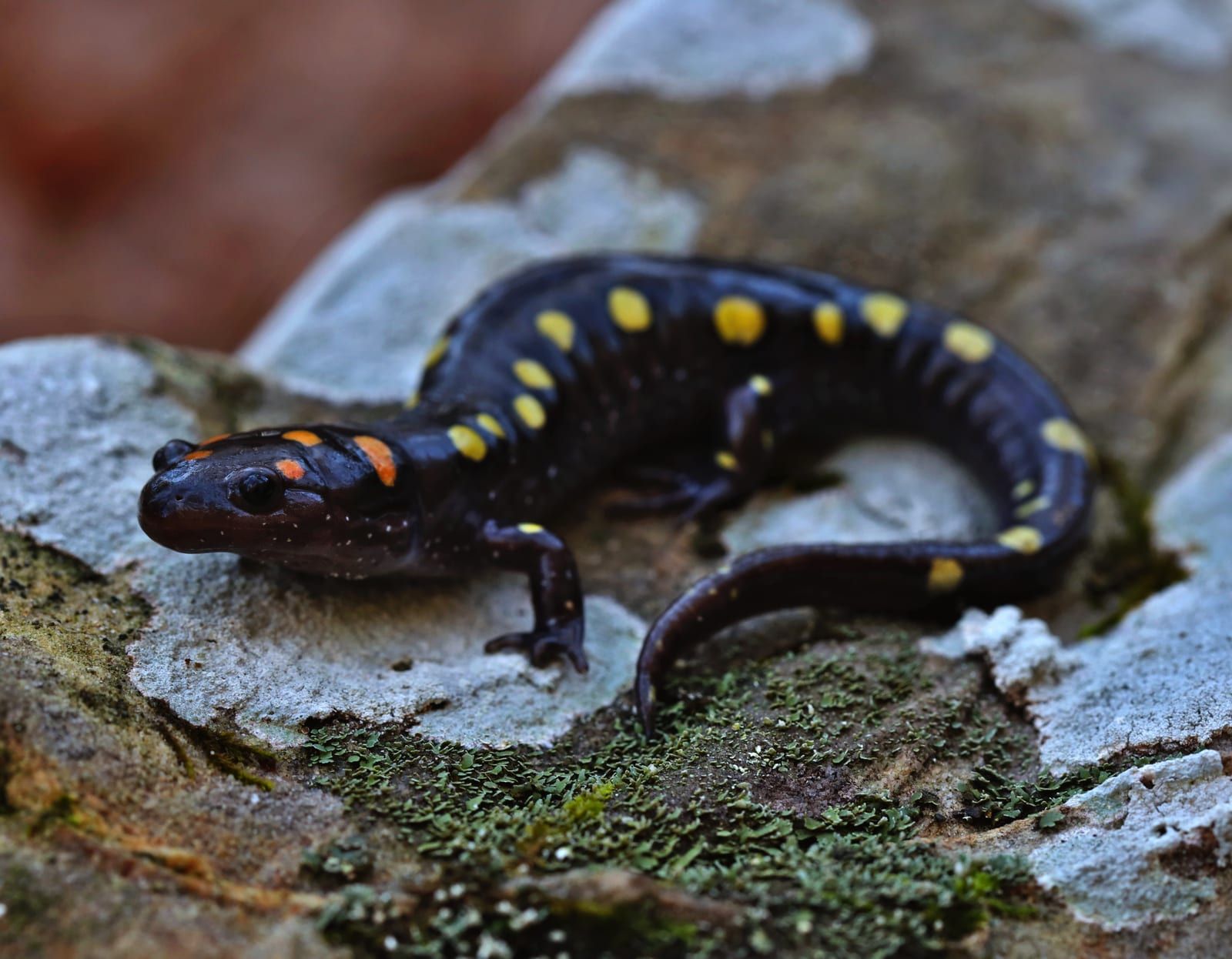 A glossy black spotted salamander on lichen-covered rock, marked down the back with two irregular rows of round yellow spots that turn orange toward the head.
