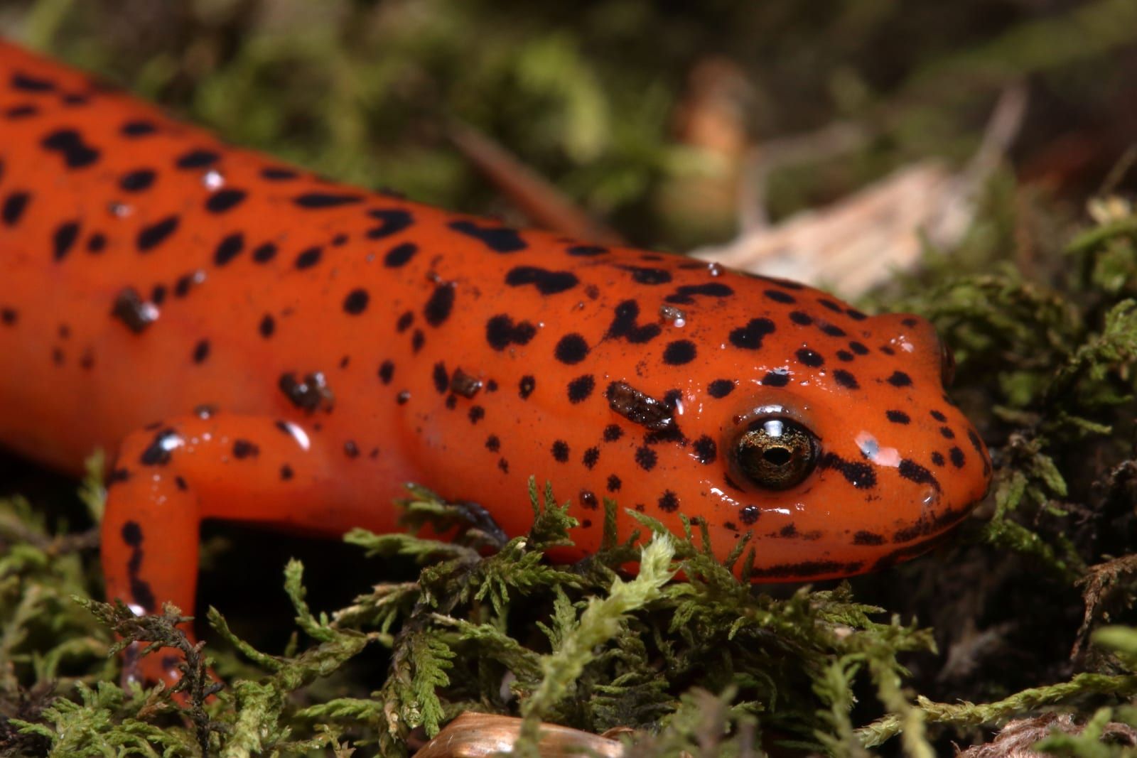 A vivid red-orange red salamander on green moss, its back and sides scattered with irregular black spots and a gold eye catching the light.
