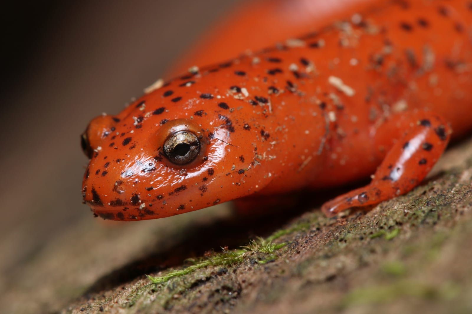 A close head-on view of a red salamander, its bright red-orange skin densely peppered with small black spots around a golden eye.