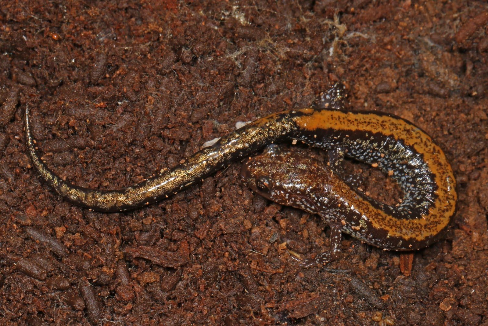A slender eastern red-backed salamander on dark soil, a broad orange-tan stripe running the length of its back between dark, silver-flecked sides.