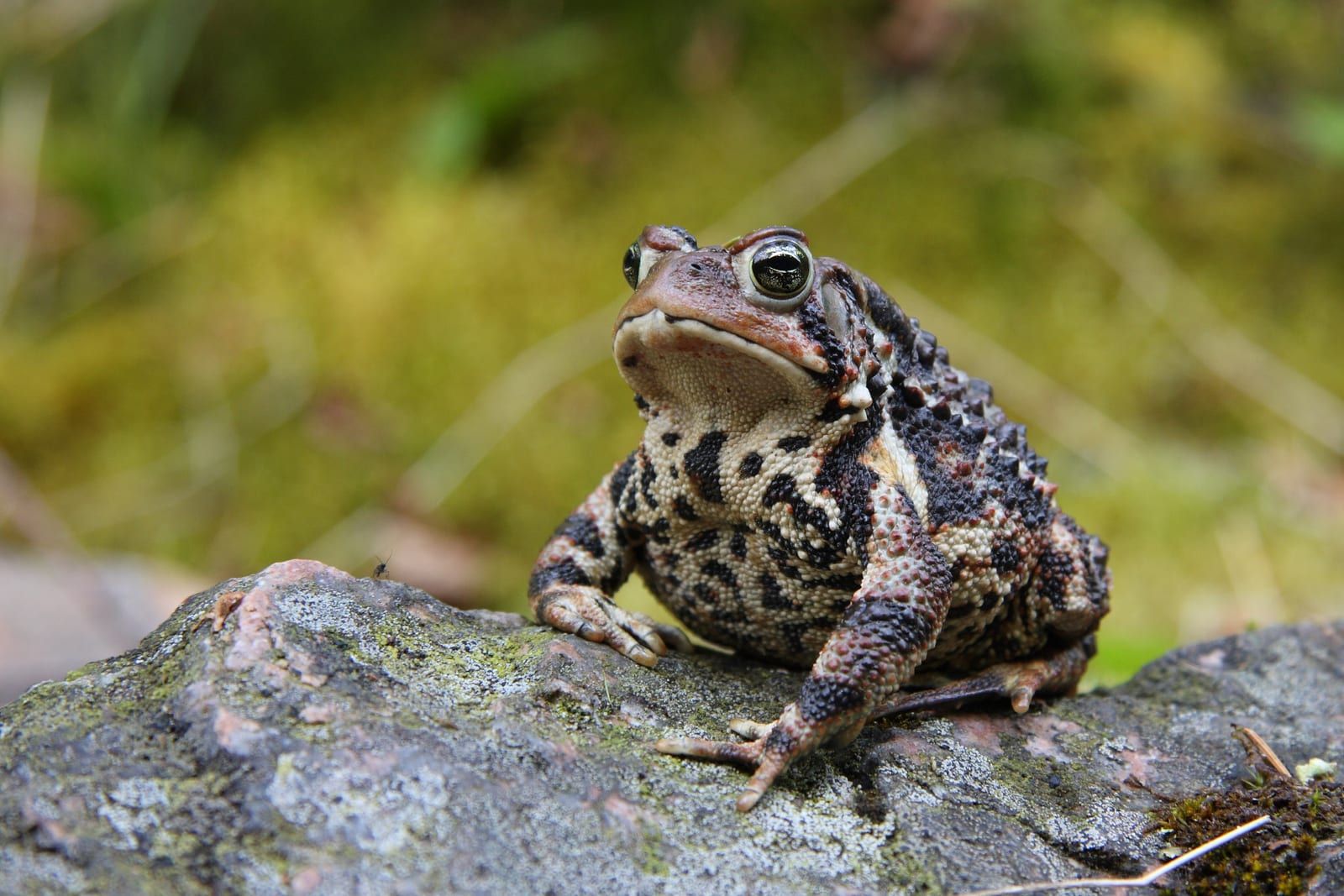 An American toad sitting upright on a lichen-crusted rock, its dry warty skin mottled brown and cream with enlarged warts down the back.
