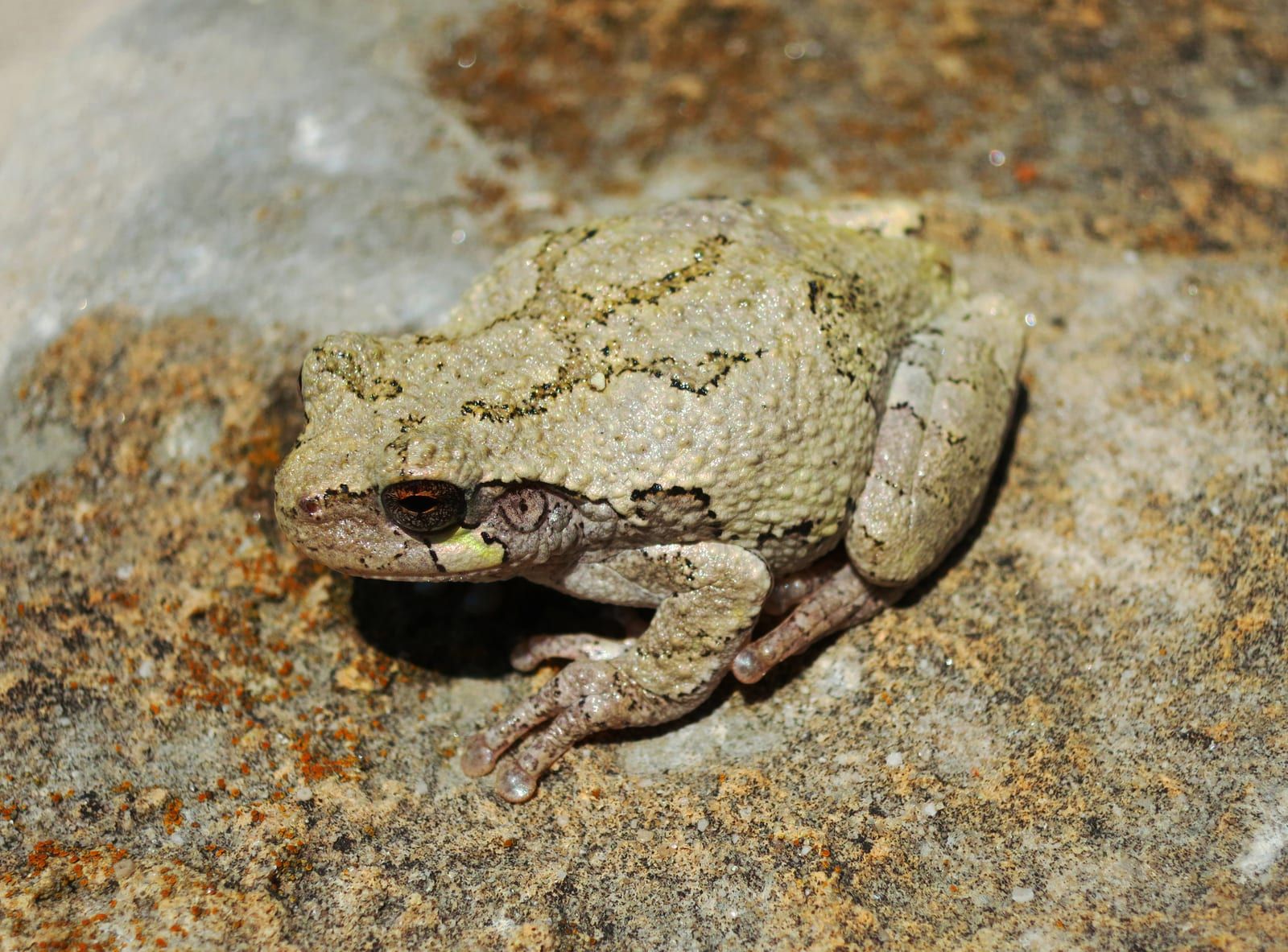 A gray treefrog resting on stone, its warty skin pale gray-green with dark-edged blotches and rounded sticky pads at the tips of its toes.
