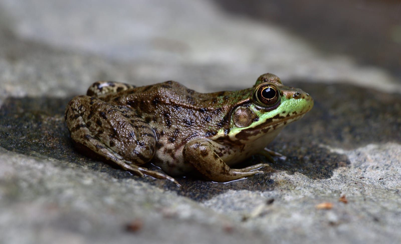 A green frog crouched on wet stone, brown-backed with a green upper lip and a pair of raised ridges running from behind each eye down the back.