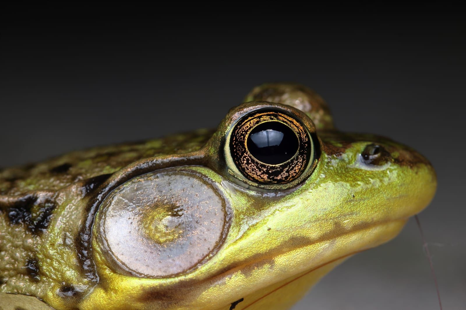 A close view of a green frog's head, gold-green skin with a large round eardrum behind the eye encircled by a curving ridge.