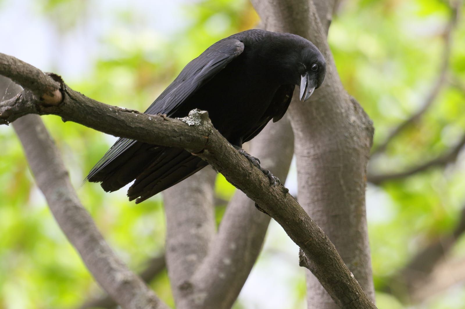A glossy all-black American crow perched on a lichened branch, its stout black bill, dark eye, and fan-shaped tail set against soft green foliage.