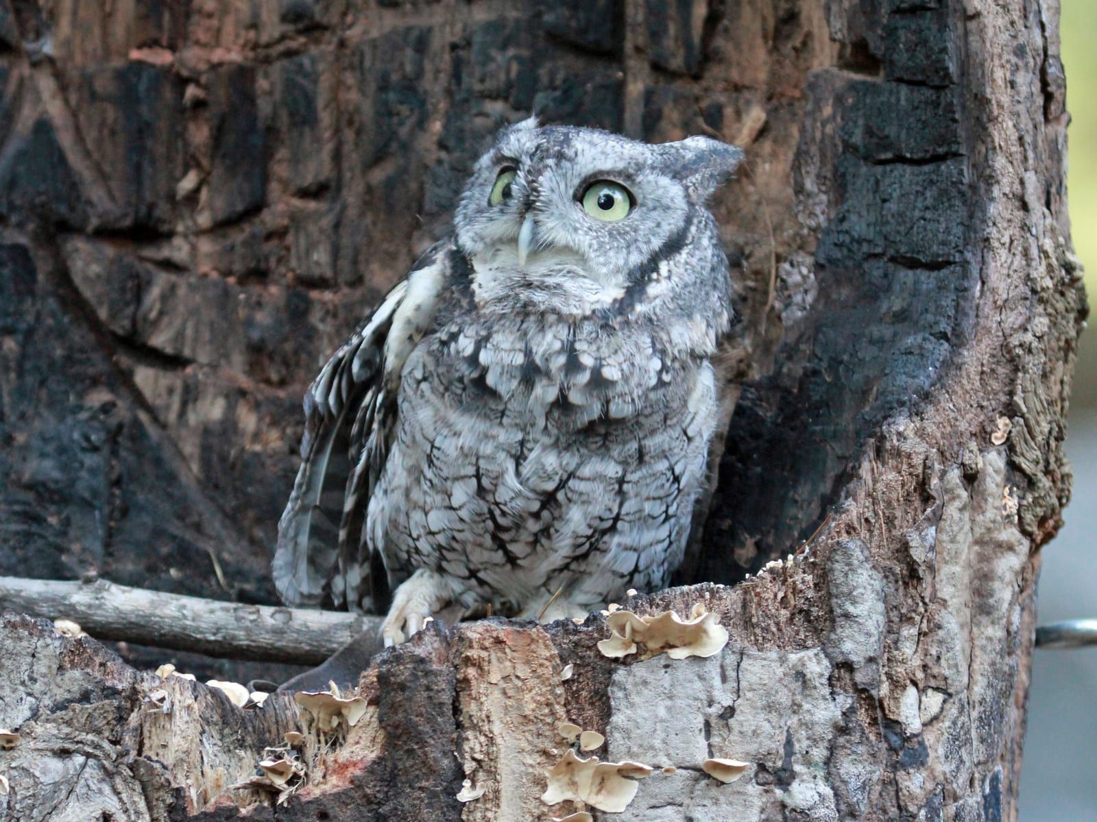 A gray-morph eastern screech-owl perched on a charred stump, its ear tufts raised, yellow eyes bright, and bark-patterned gray plumage blending into the wood.