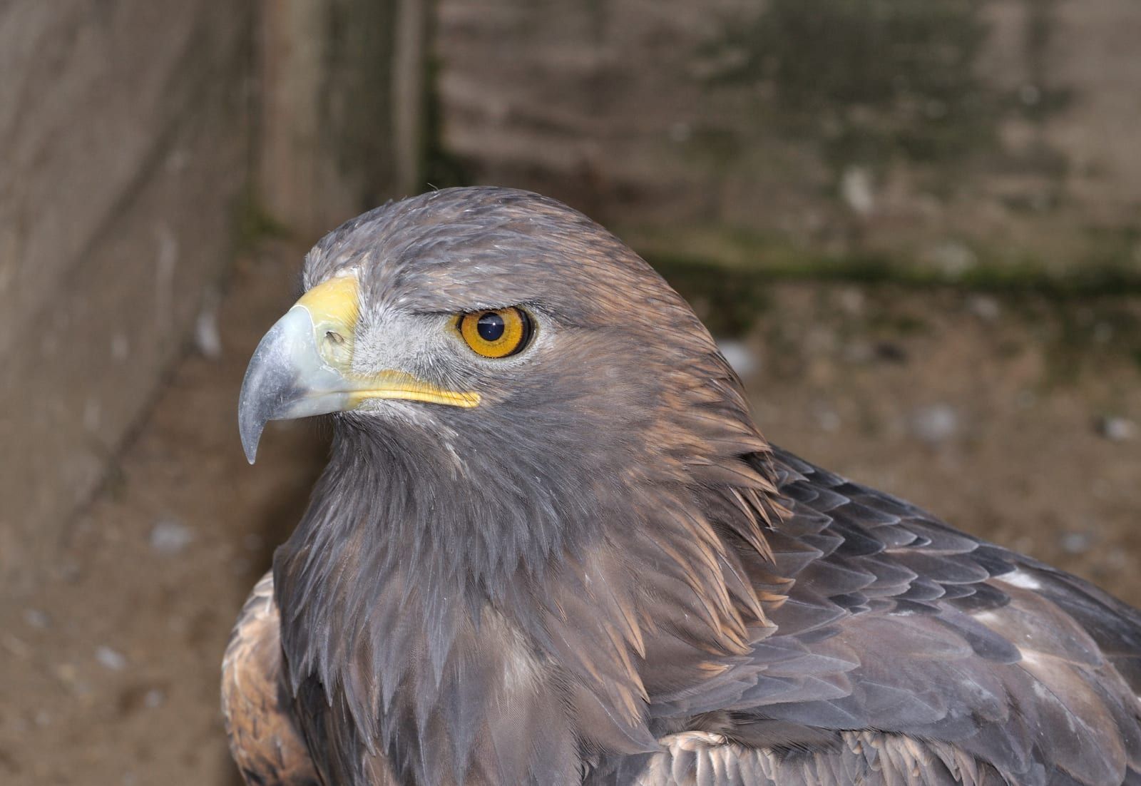 A golden eagle portrait showing the golden-brown hackles on its nape, amber eye, and dark hooked bill with a yellow cere over uniformly brown plumage.