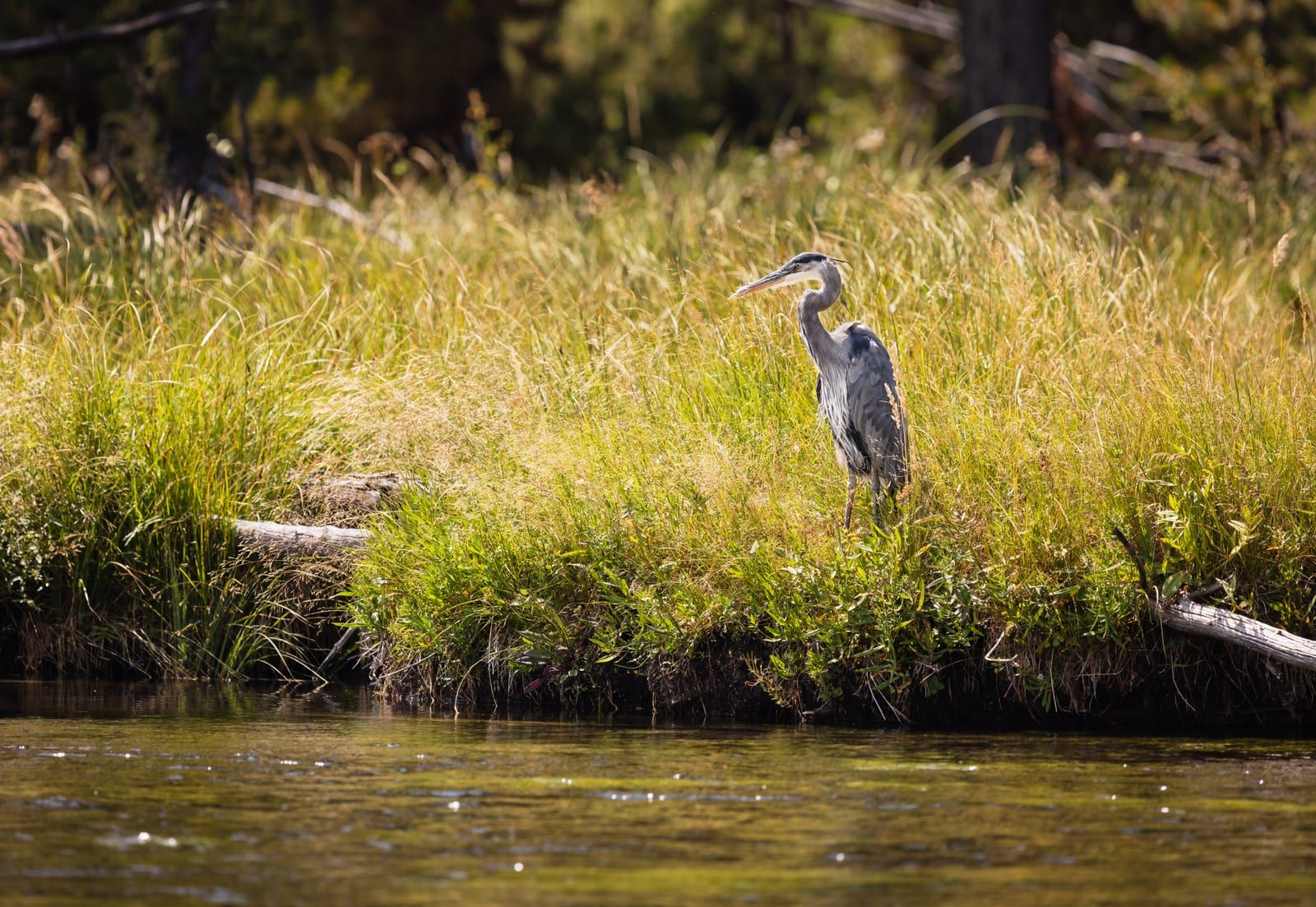 A great blue heron standing among sunlit marsh grasses at the water's edge, its blue-gray body, long S-curved neck, and yellow dagger bill in profile.