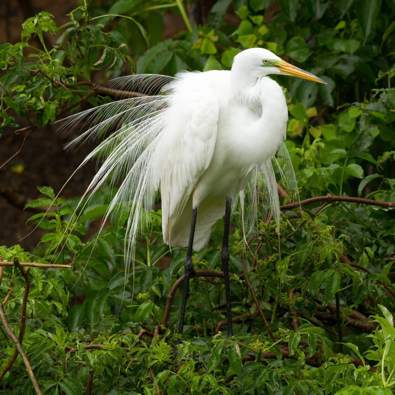 A great egret in breeding plumage perched among green branches, its all-white body trailing long lacy aigrette plumes, with a yellow bill, green lores, and black legs.