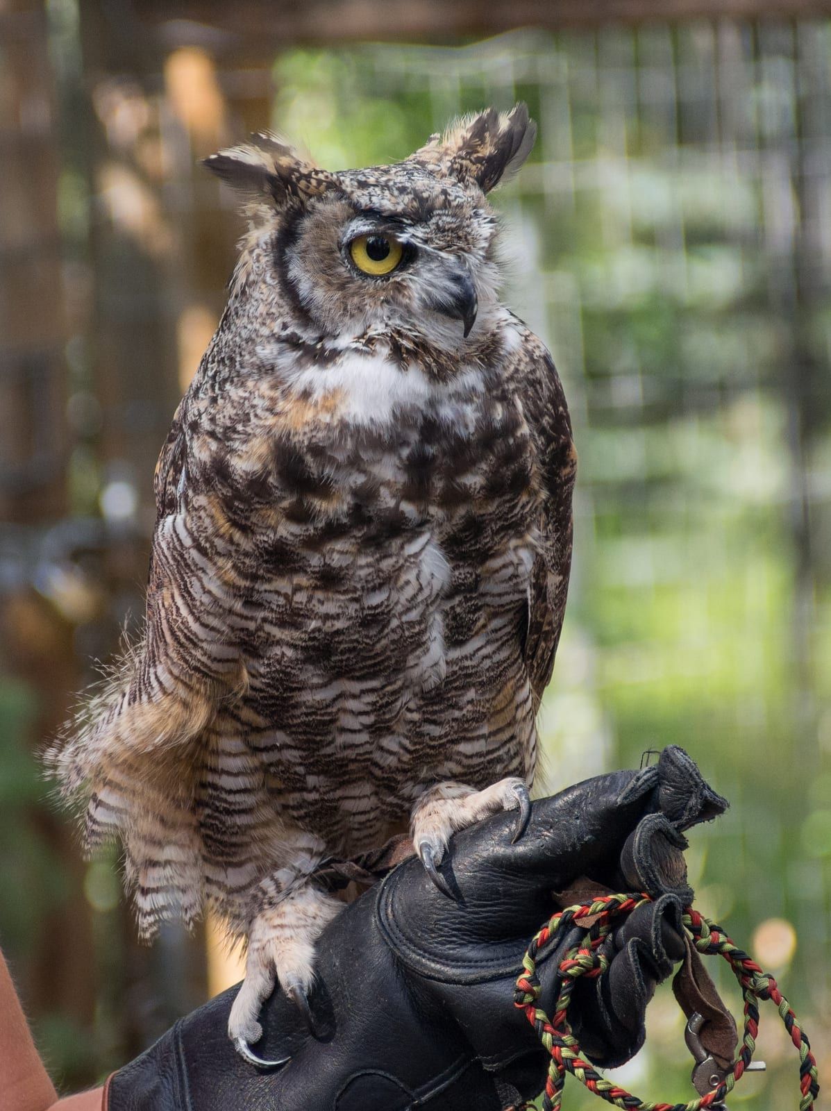 A great horned owl perched on a gloved hand, its prominent ear tufts, yellow eyes, rusty facial disc, and white throat bib above finely barred underparts.