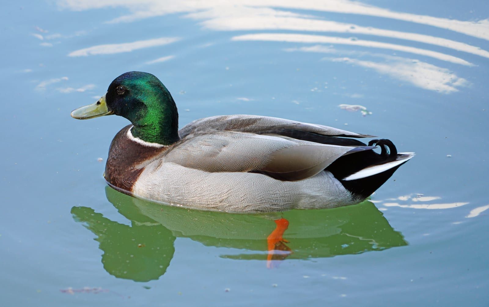 A drake mallard swimming on rippled water, its iridescent green head, yellow bill, white neck ring, chestnut breast, gray body, and black curled tail feathers.