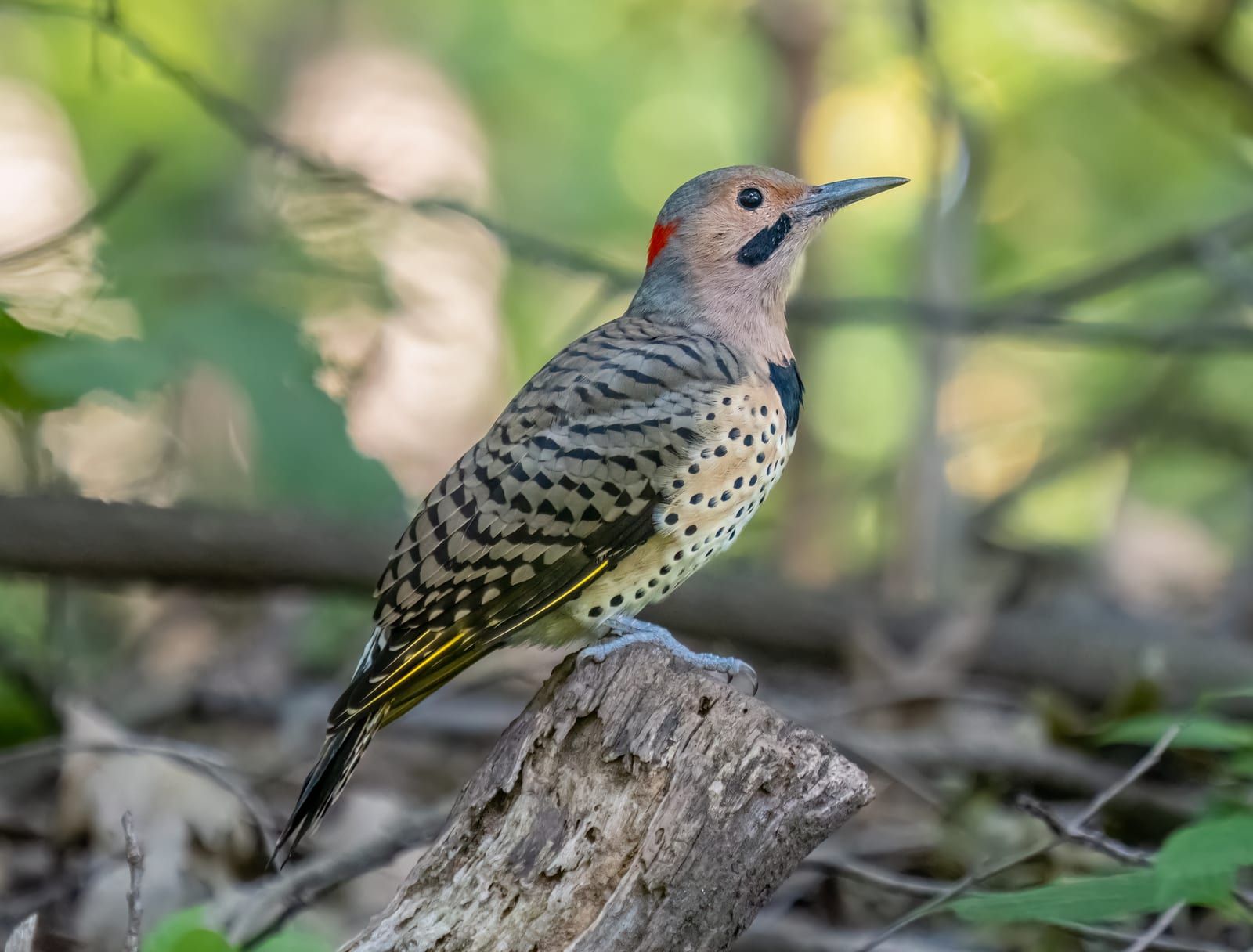 A yellow-shafted northern flicker perched on a stump, its barred brown back, black-spotted buff underparts, black chest crescent, red nape crescent, and yellow feather shafts.