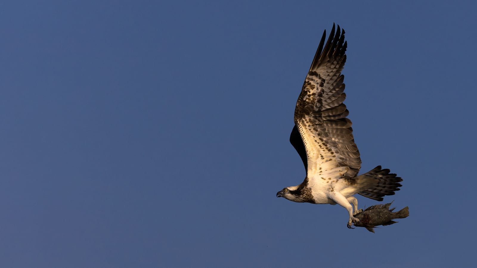 An osprey in flight against blue sky carrying a fish, its white underparts, dark carpal patches, white head with a dark eye-stripe, and talons gripping the prey.