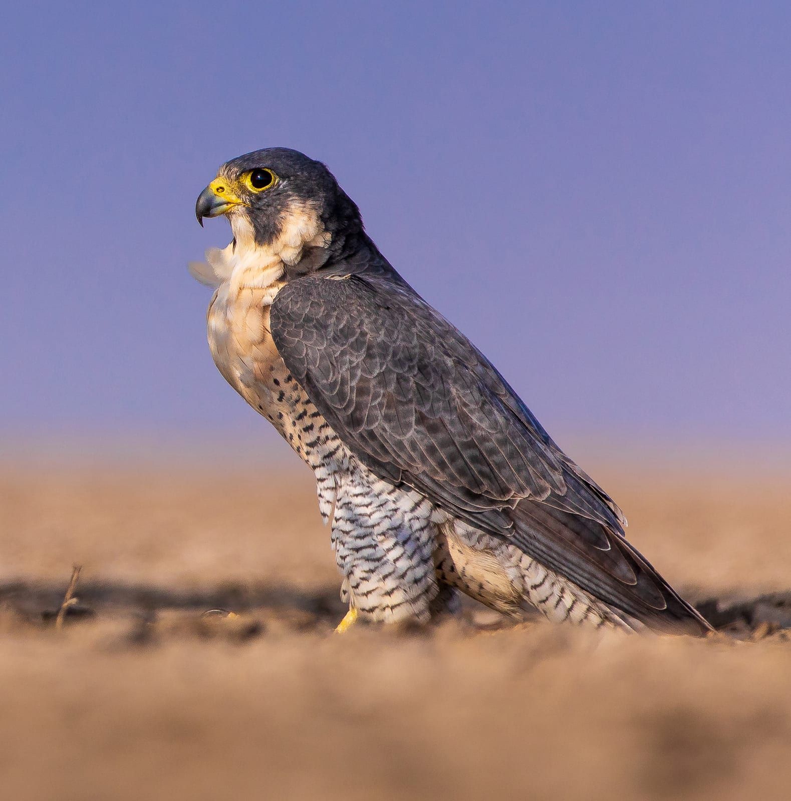 An adult peregrine falcon on open ground, its slate-gray back and hood, thick black malar sideburn, yellow eye-ring and cere, and finely barred pale underparts.