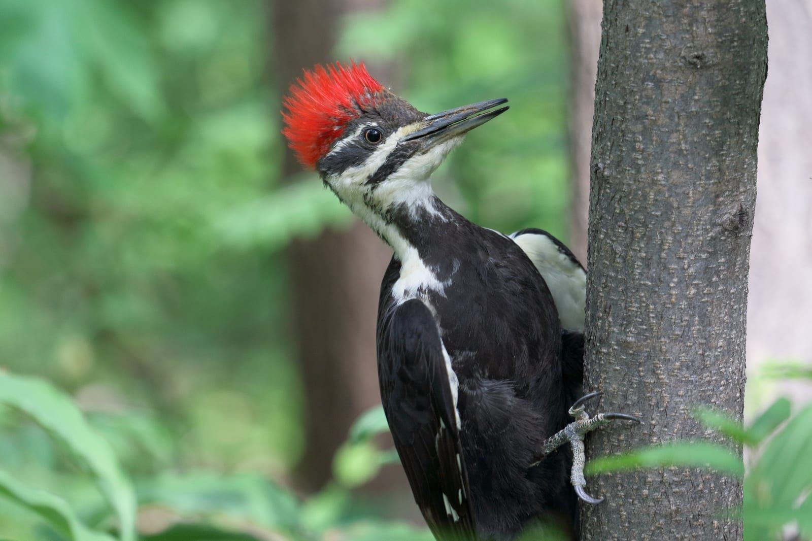 A pileated woodpecker clinging to a tree trunk, its flaming red crest, black body, bold white-and-black face and neck stripes, and long dark chisel bill.