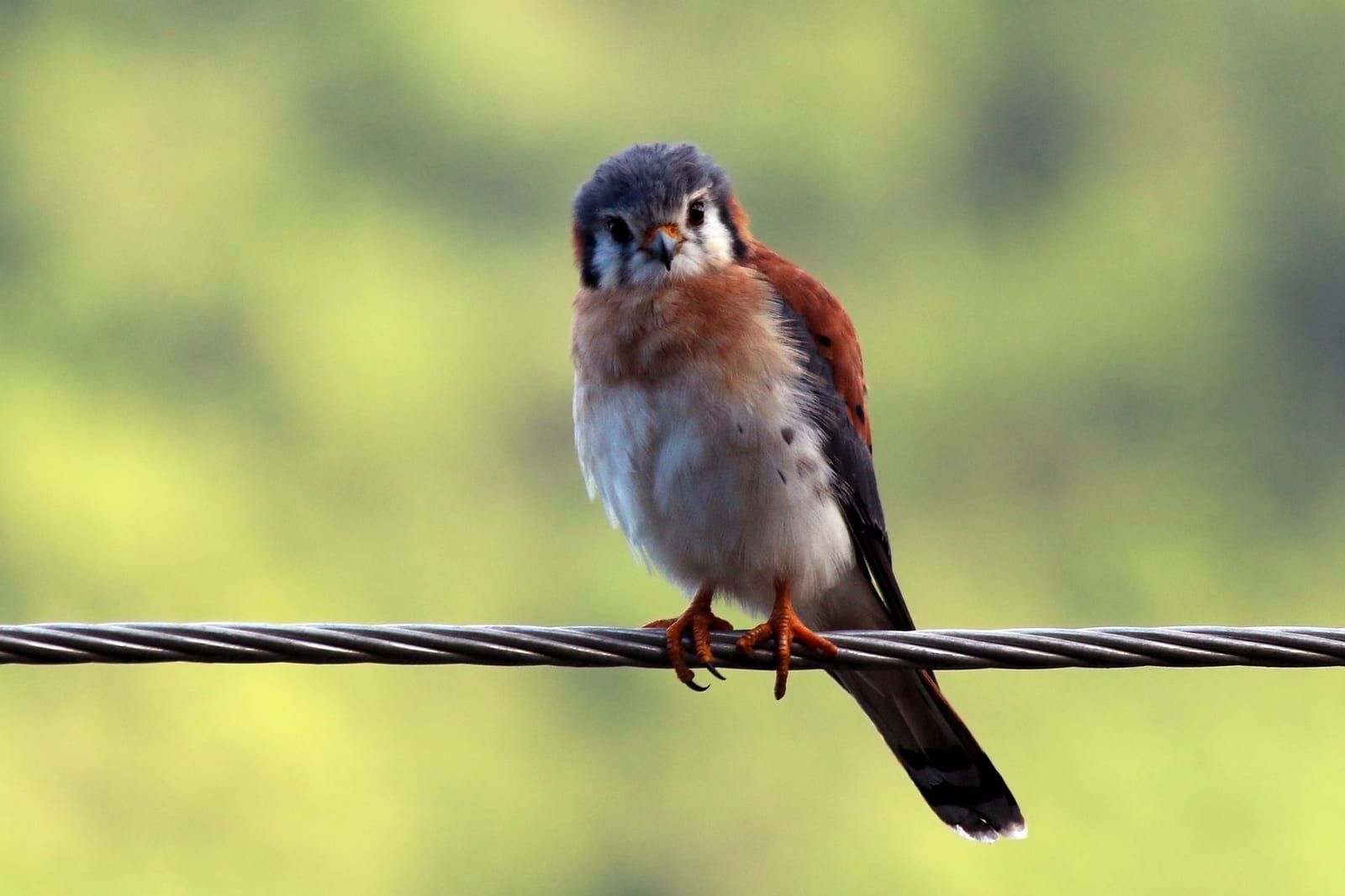 An adult male American kestrel perched on a cable, showing two bold black facial stripes, a blue-gray crown, rufous back and tail, and a blue-gray wing panel over a buffy breast.