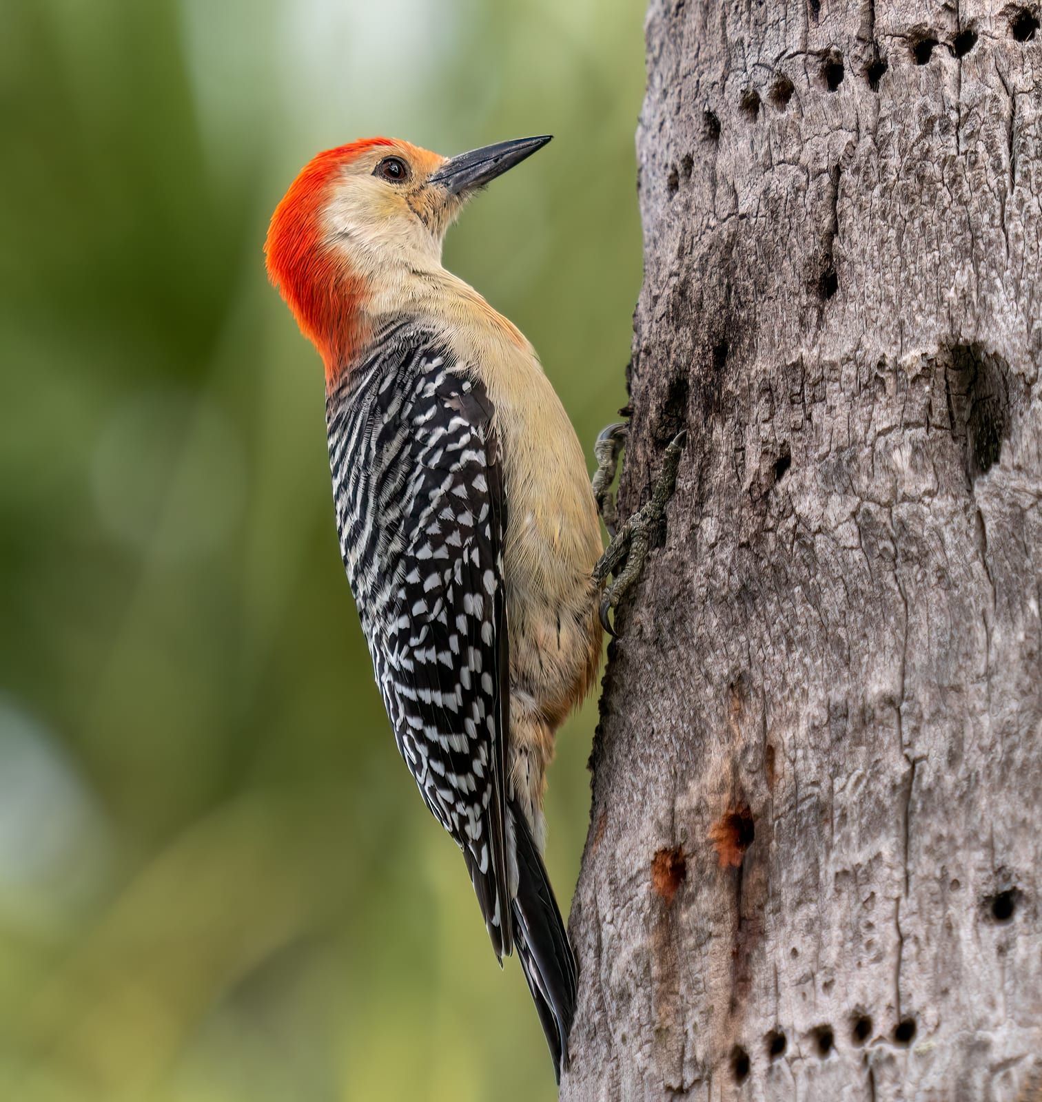 A red-bellied woodpecker clinging to a trunk, its red crown-to-nape, black-and-white barred zebra back, and pale buffy face and underparts.