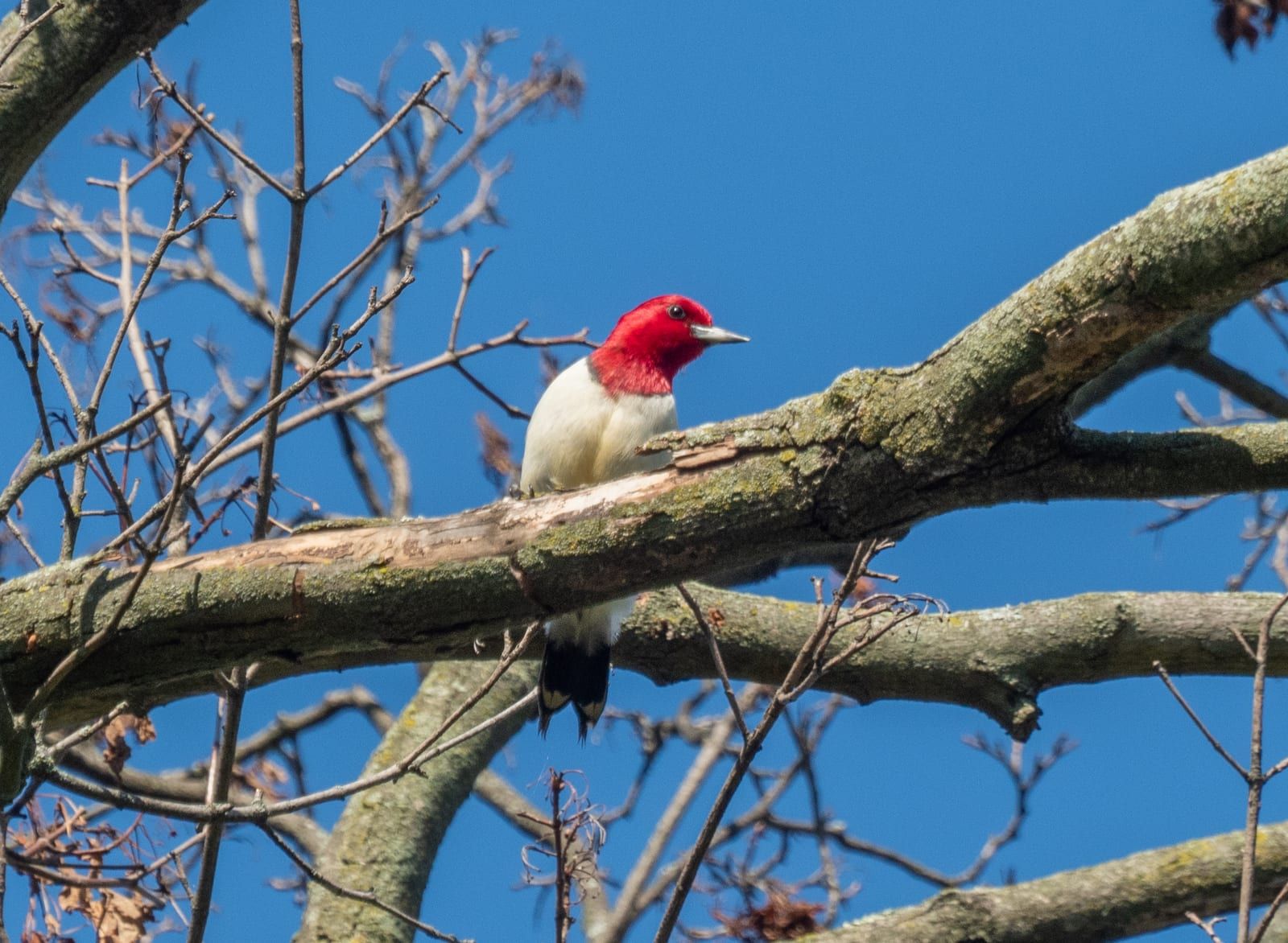 A red-headed woodpecker perched on a bare branch against blue sky, its entirely crimson head sharply set off from white underparts and a black back with a large white wing patch.