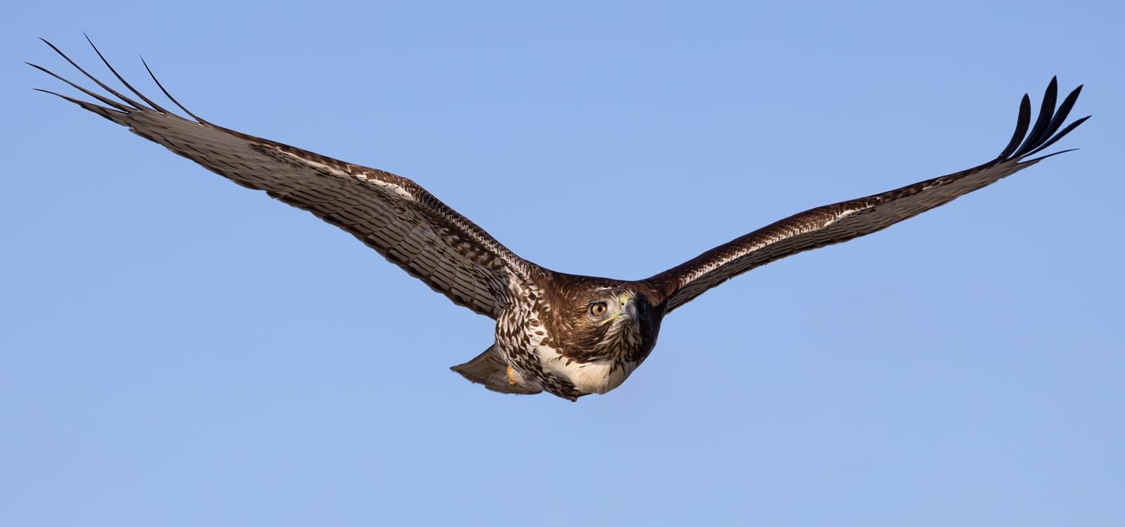 A red-tailed hawk in flight head-on against blue sky, its broad rounded wings with dark fingered tips, dark leading-edge patagial marks, dark head, and a streaked belly band on white underparts.