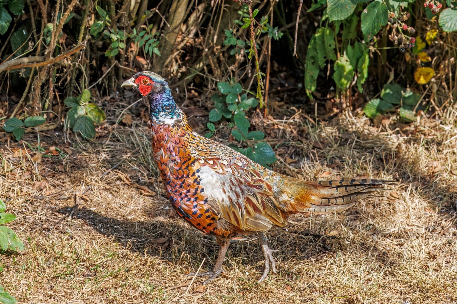 A cock ring-necked pheasant walking through dry grass at a hedgerow, its iridescent green-blue head, red facial wattle, white neck ring, coppery black-scaled body, and long barred tail.