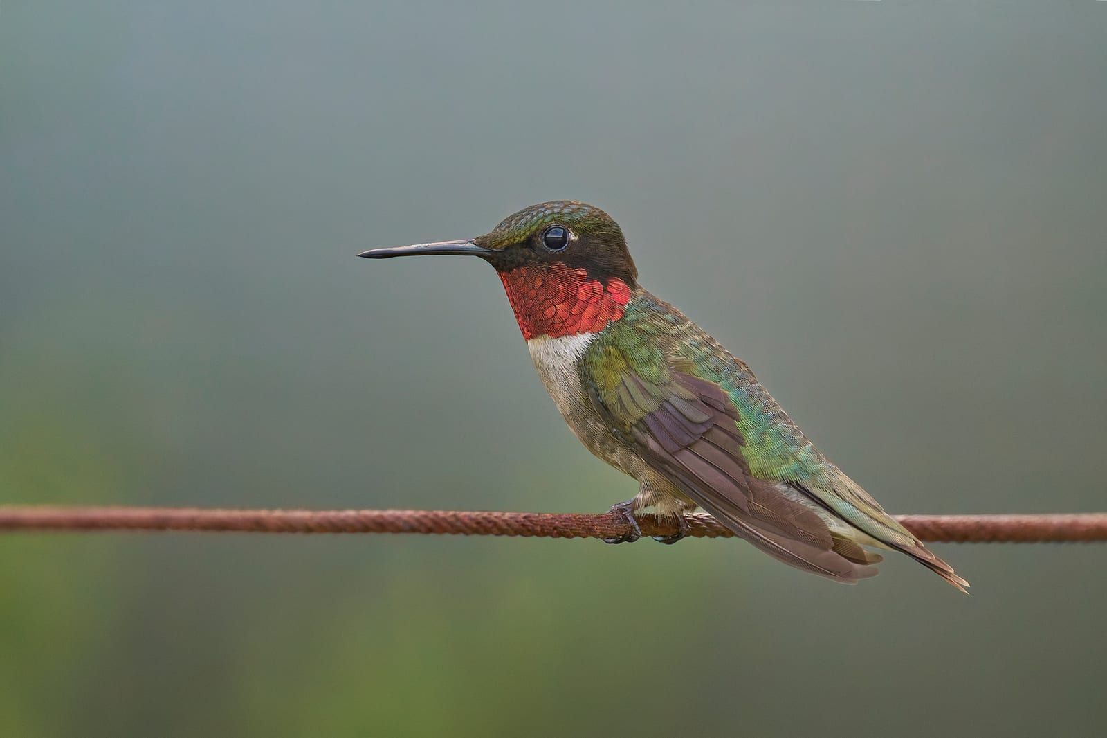 An adult male ruby-throated hummingbird perched on a wire, its brilliant iridescent red gorget lit up above white underparts, with green upperparts and a long straight black bill.