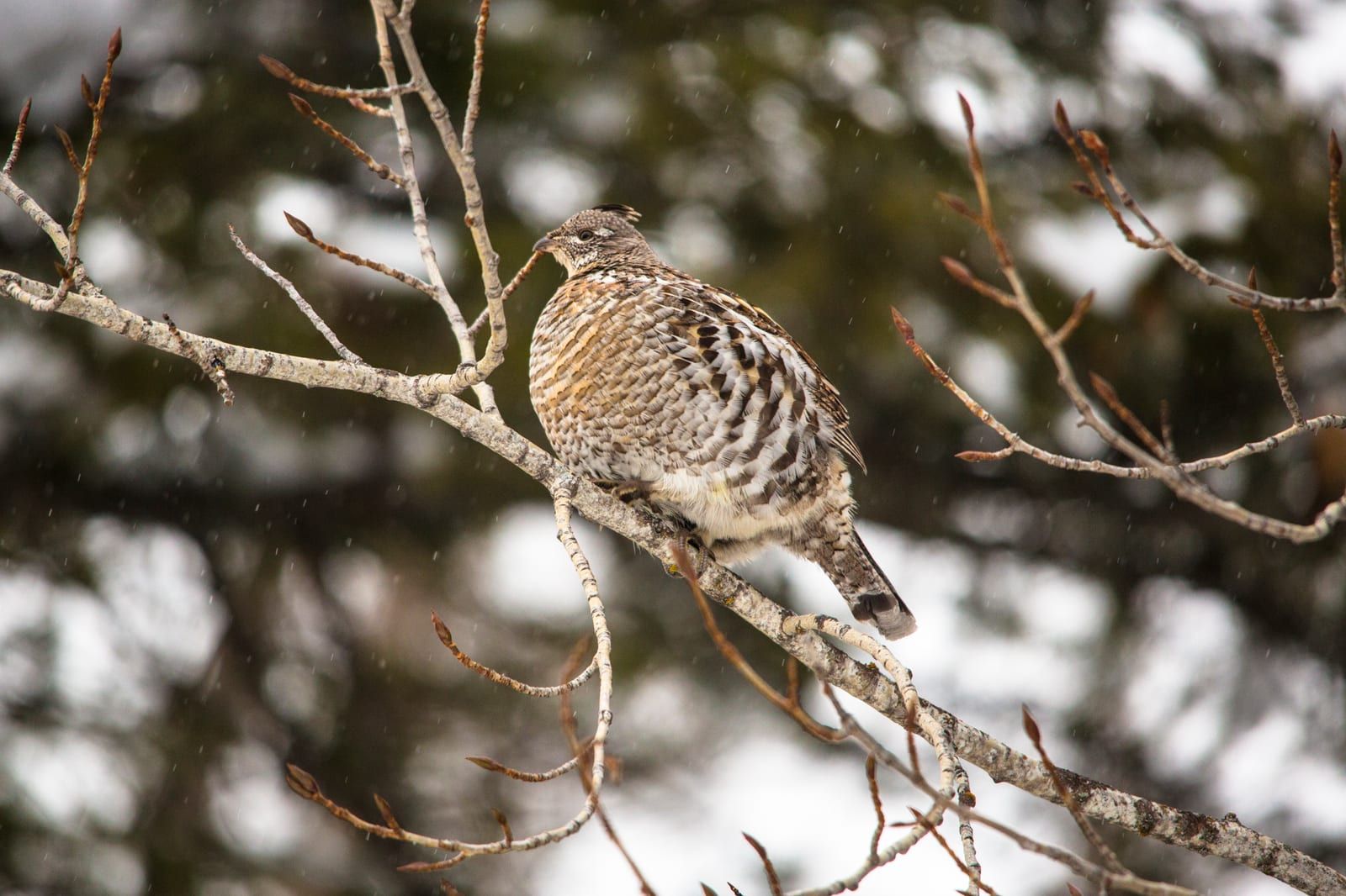 A ruffed grouse perched on a bare branch in falling snow, its small crest, mottled gray-brown plumage, barred flanks, and long fan-shaped tail with a broad dark subterminal band.