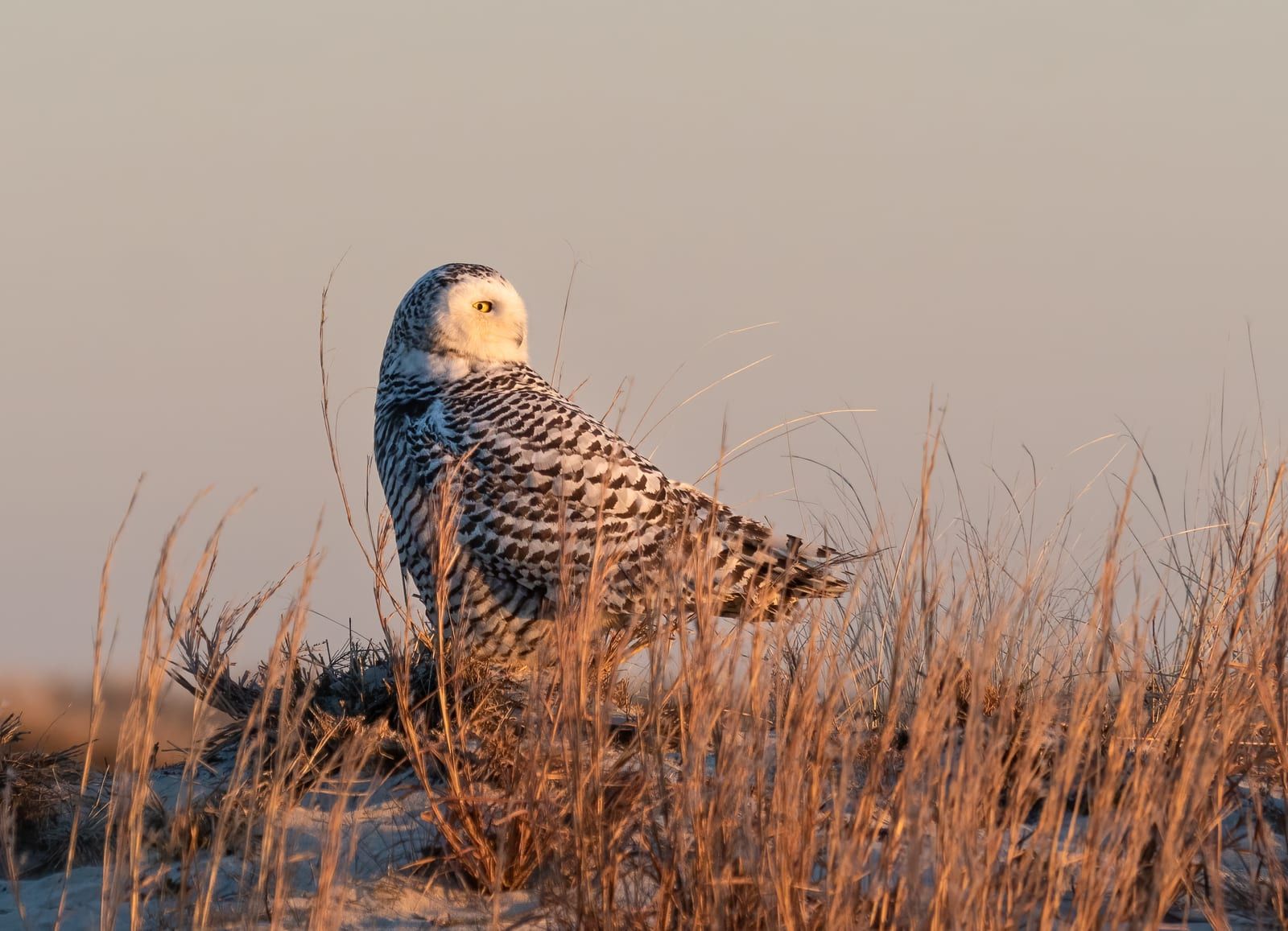 A snowy owl standing in golden coastal dune grass, its white plumage densely marked with dark barring, rounded tuftless head, yellow eyes, and clean white face.