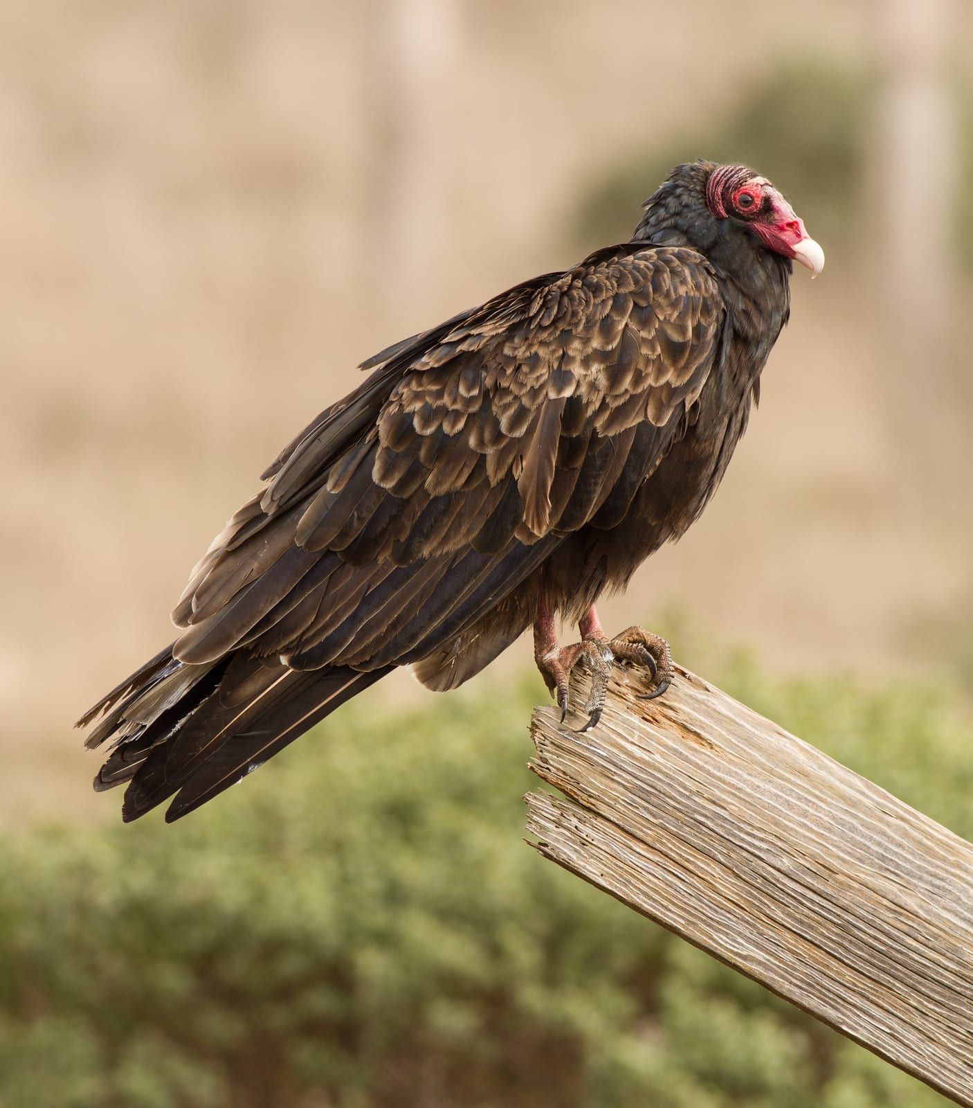 A turkey vulture perched on a weathered wooden post, its bare red head and pale-tipped bill above dark brown-black plumage with paler brown wing coverts.
