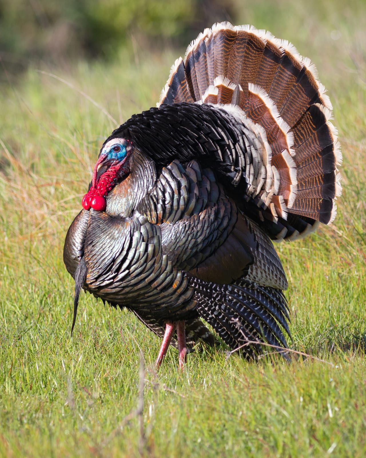 A displaying tom wild turkey in side profile on green grass, its tail fanned, body feathers iridescent bronze and copper, bare blue-and-red head with red wattles, and a beard hanging from the breast.