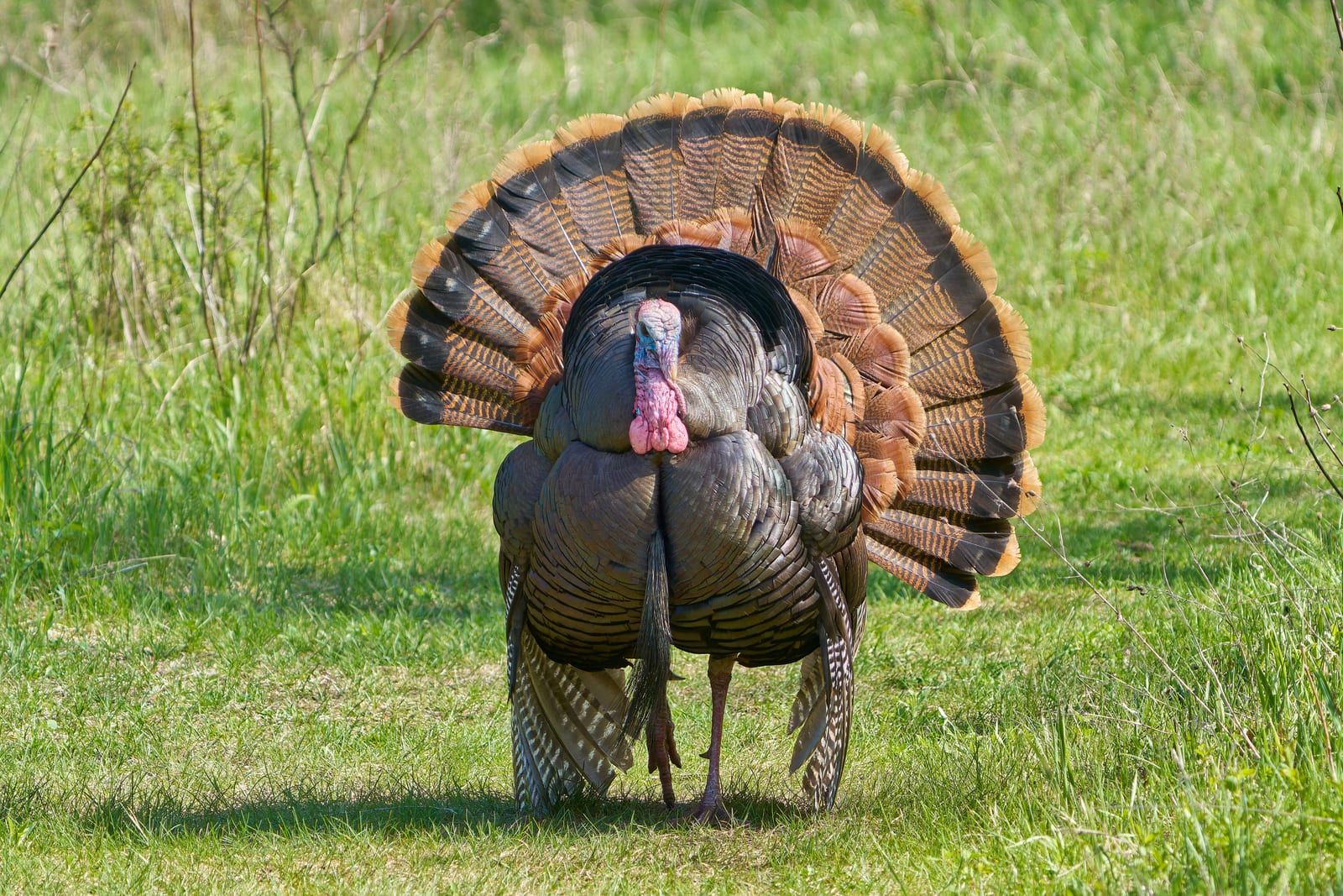 A displaying tom wild turkey head-on in a grassy field, its tail fanned into a symmetric disk and its bare blue-and-red head and wattles facing the camera.