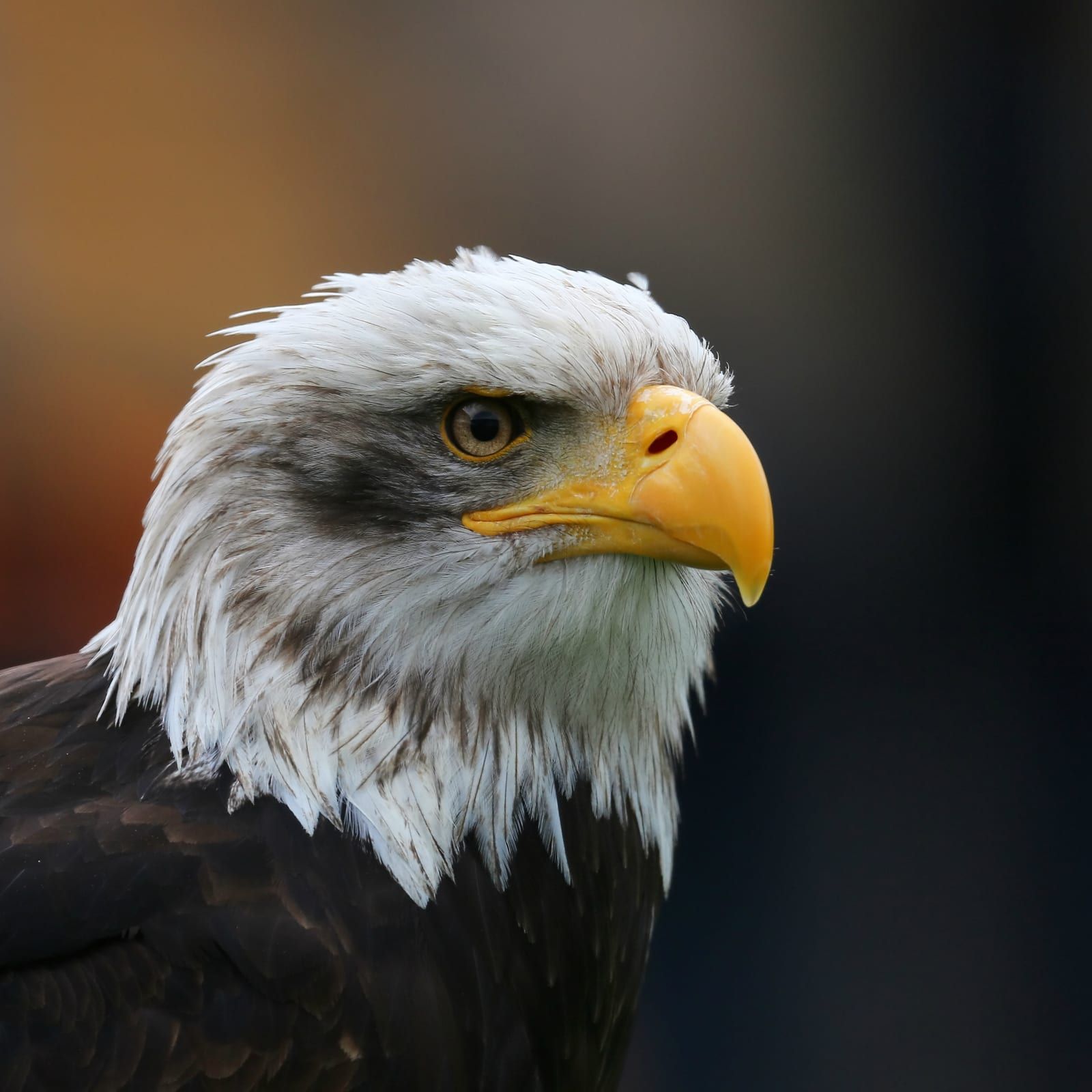 A head-and-shoulders portrait of an adult bald eagle, its white head and neck, pale yellow eye, and large yellow hooked bill sharp against a dark blurred background.