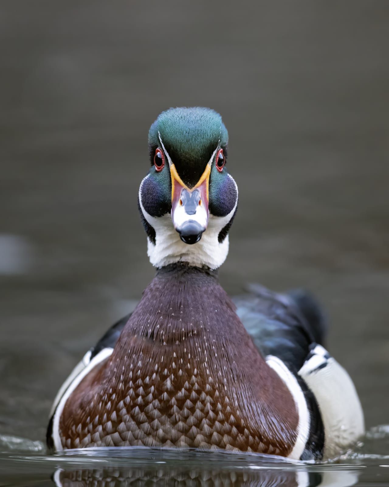 A drake wood duck facing the camera on water, its iridescent green-and-purple crested head marked with white facial stripes, red eye, red-based multicolored bill, and chestnut speckled breast.