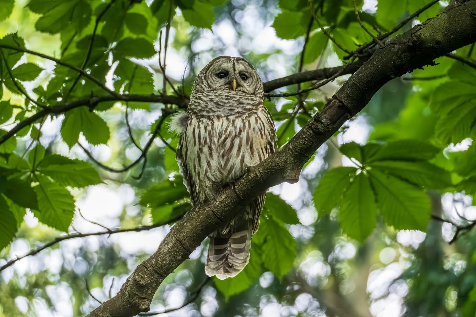 A barred owl perched on a mossy branch in green forest canopy, its round tuftless head, dark eyes, and pale facial disc above a chest of horizontal bars over vertical belly streaks.