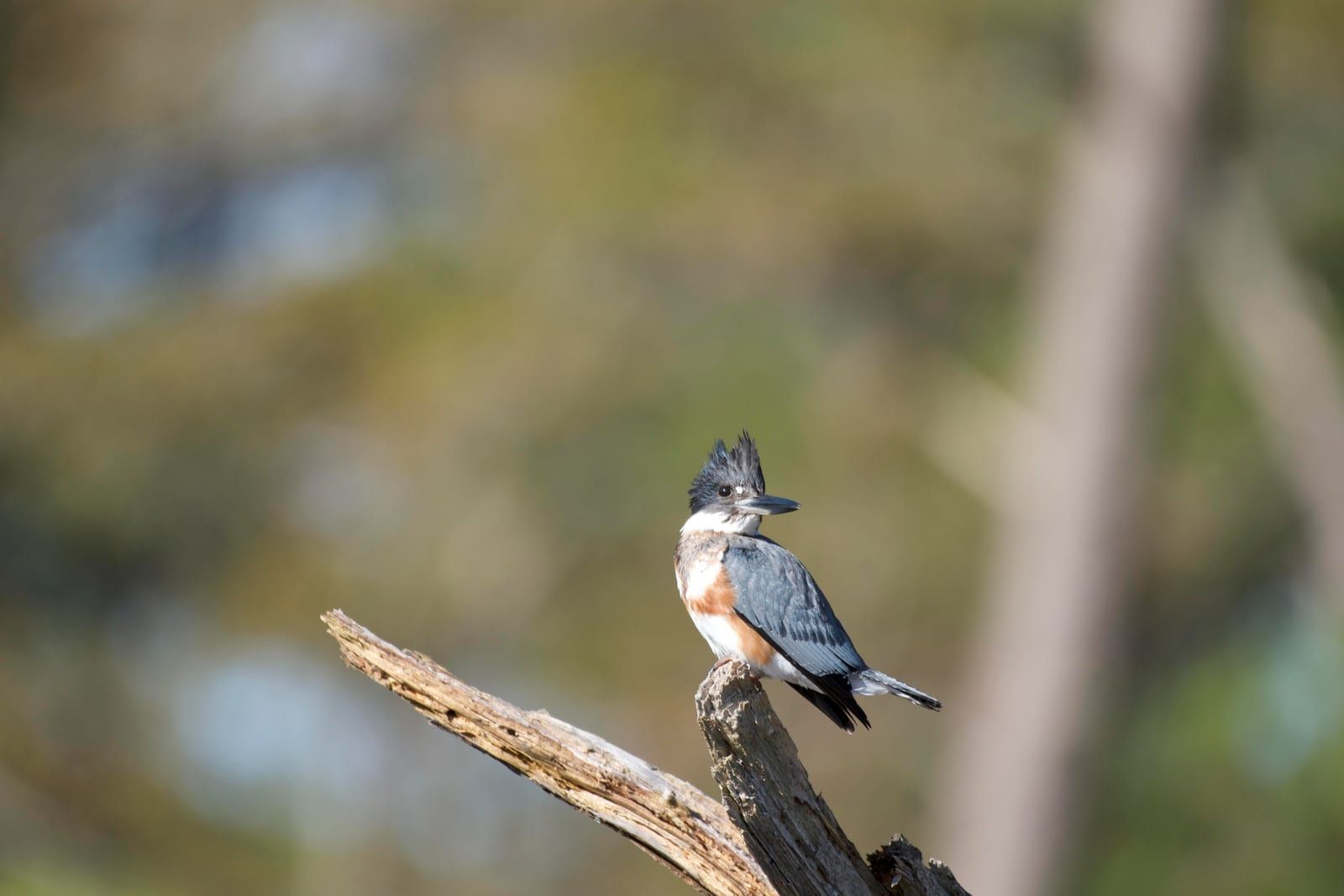 A female belted kingfisher on a bare snag, its shaggy blue-gray double crest, dagger bill, white collar, and a rufous belly band below the blue-gray breast band.