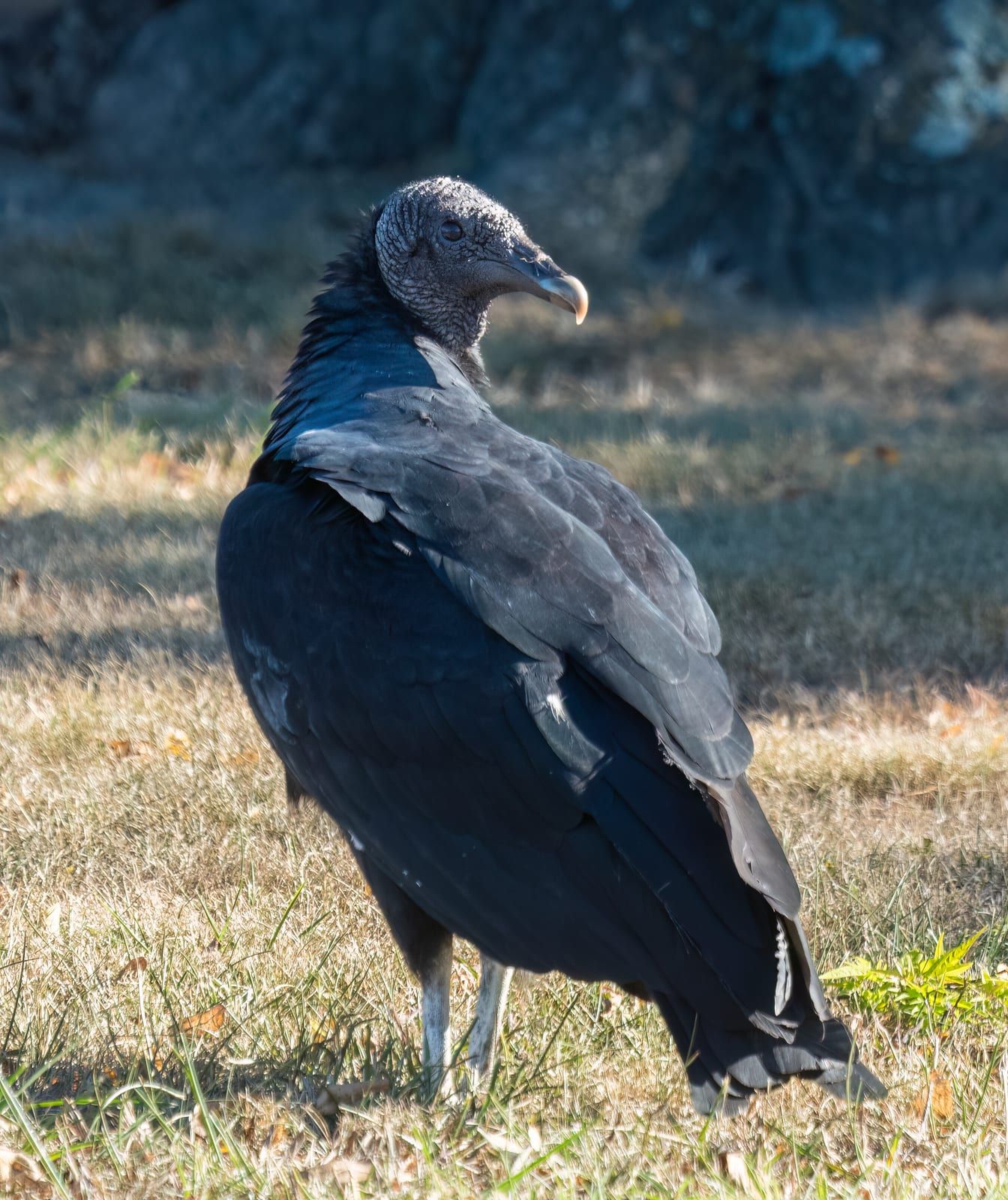 A black vulture standing in dry grass, its bare grayish wrinkled head and pale-tipped bill contrasting with all-black plumage and silvery bases on the folded wing.