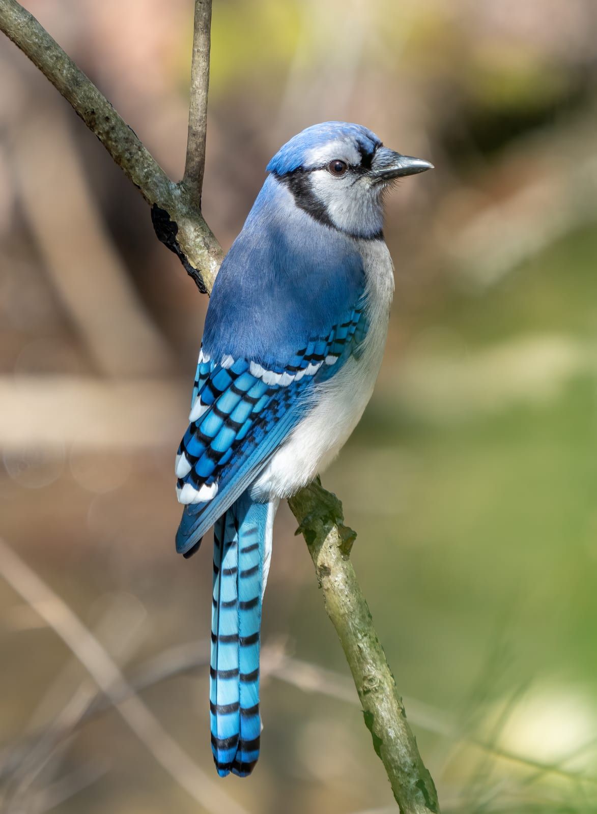 A blue jay perched on a slender branch, its blue crest, black necklace, white face, and black-barred blue wings and tail with bold white spots above pale underparts.