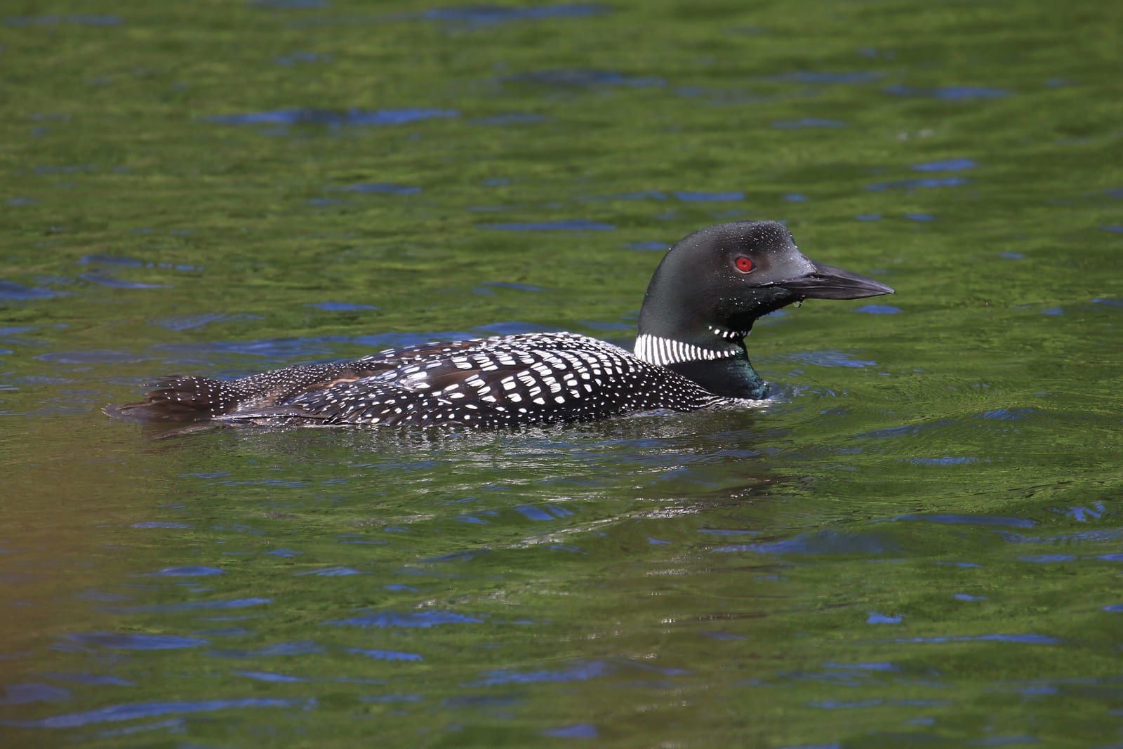 A common loon in breeding plumage swimming on green-blue water, its glossy black head, deep red eye, checkerboard back, striped neck collar, and heavy dagger bill.