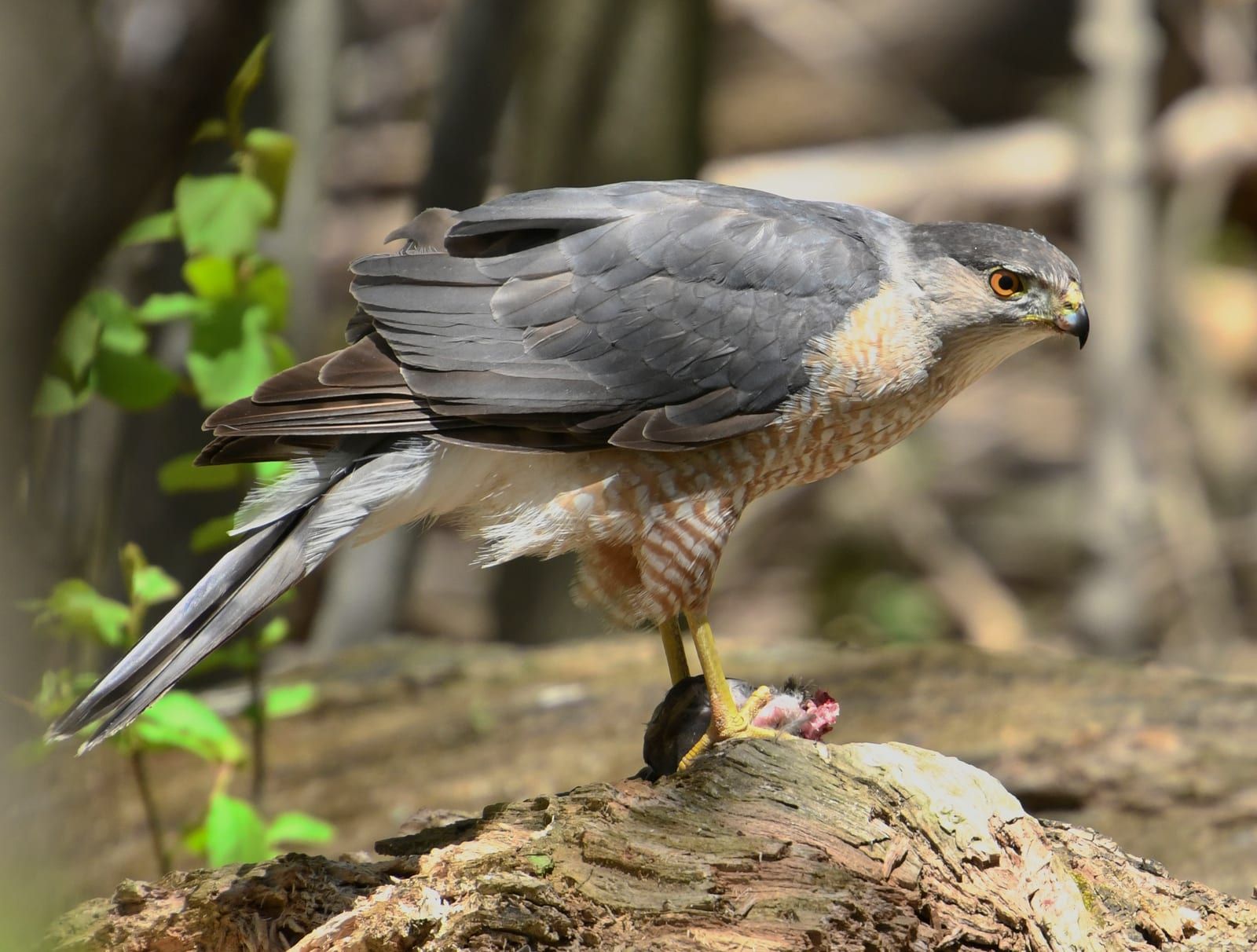 An adult Cooper's hawk standing over prey on a log, its blue-gray upperparts, dark cap, red eye, and finely rufous-barred underparts sharp against a shaded woodland background.