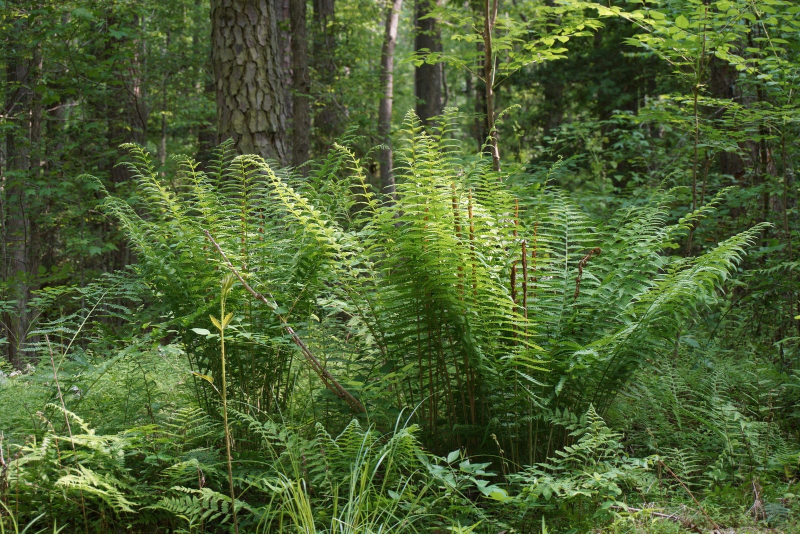 A clump of cinnamon fern in a forest understory — tall arching green fronds around several stiff, cinnamon-brown fertile fronds standing at the center.