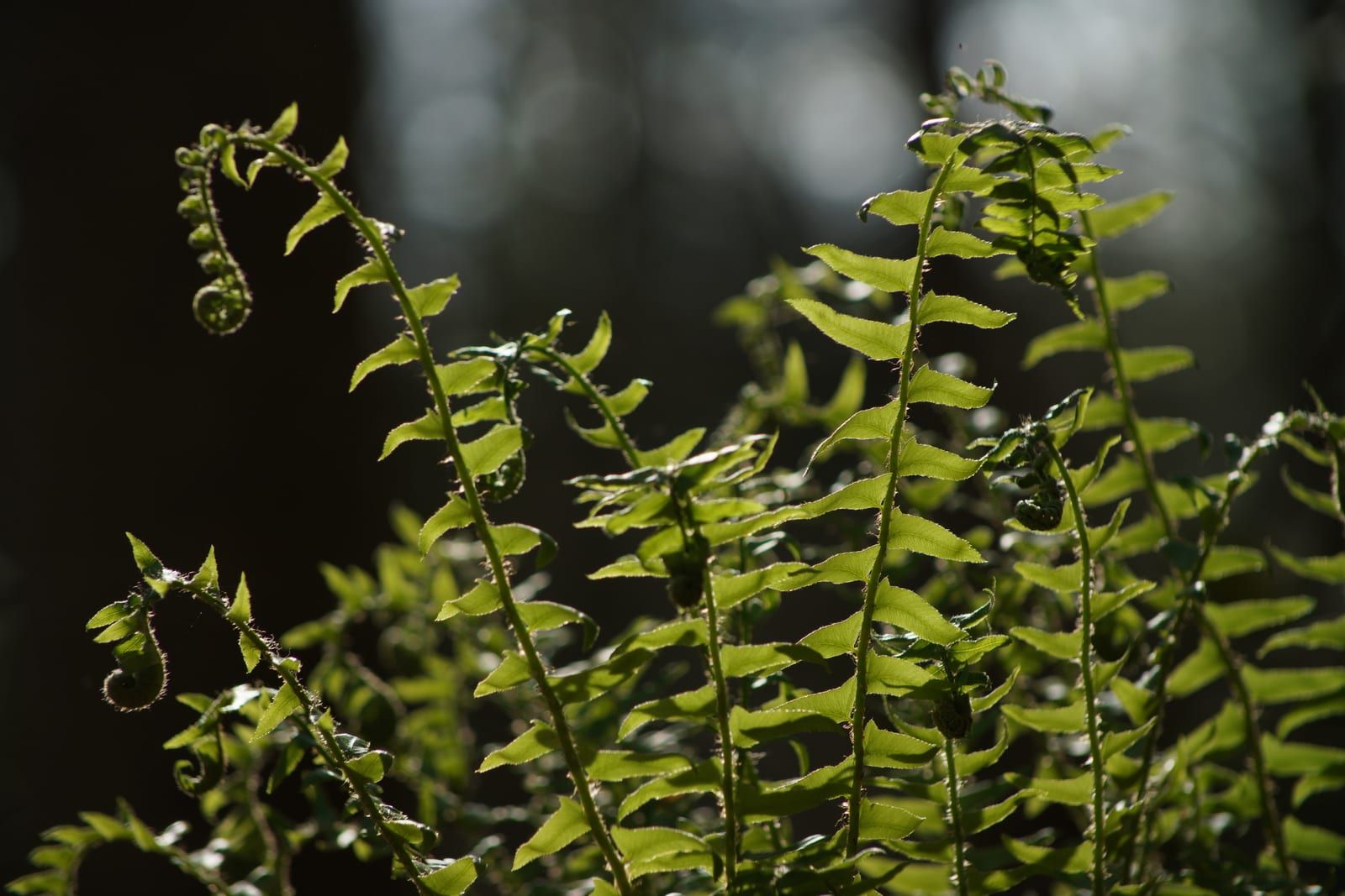 Backlit Christmas fern fronds with several unfurling fiddleheads — the narrow, leathery pinnae each carry a small ear-like lobe at the base.