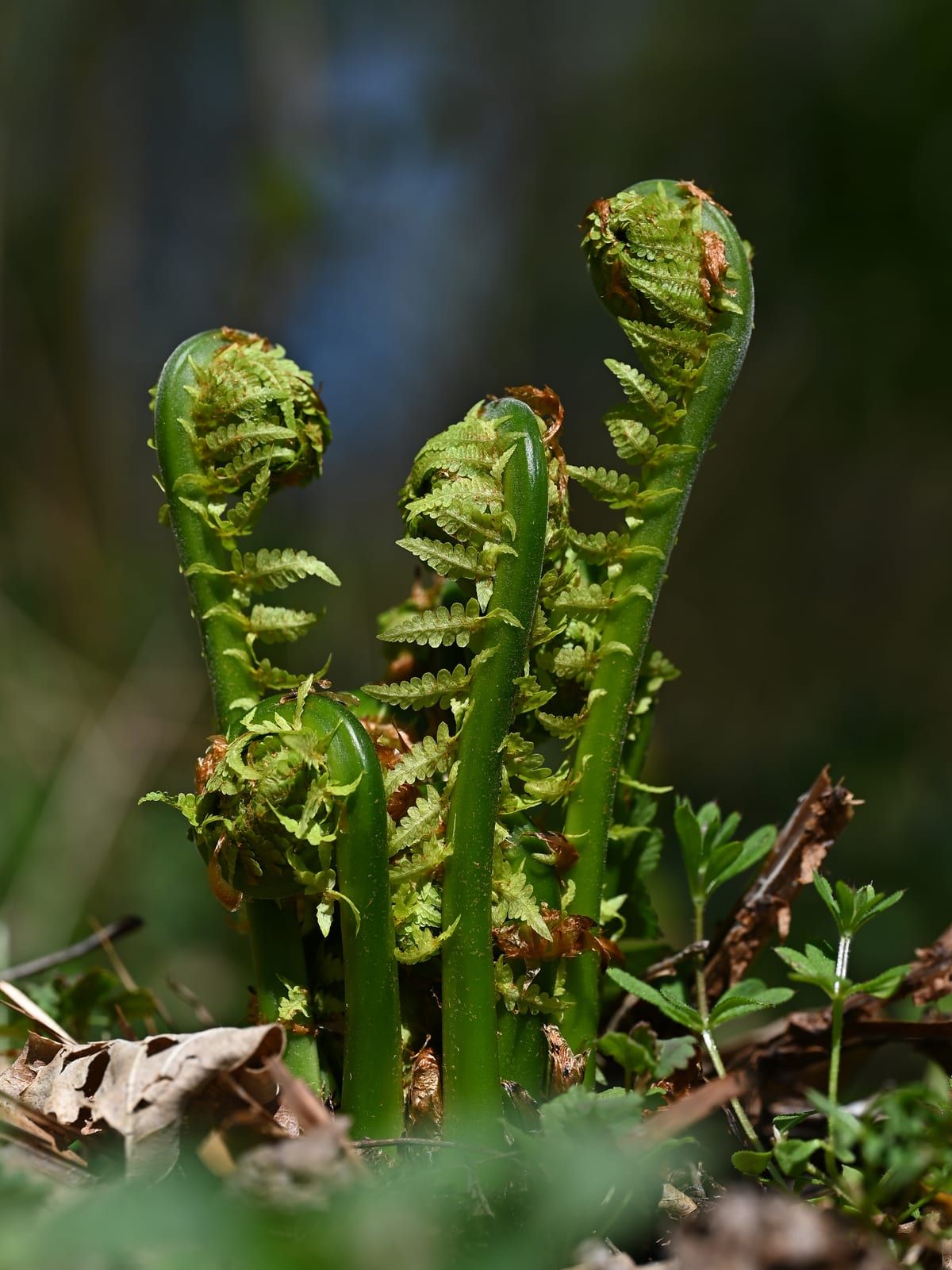 A cluster of ostrich fern fiddleheads emerging from the leaf litter — smooth, deeply grooved green stalks curled tightly at their tips.