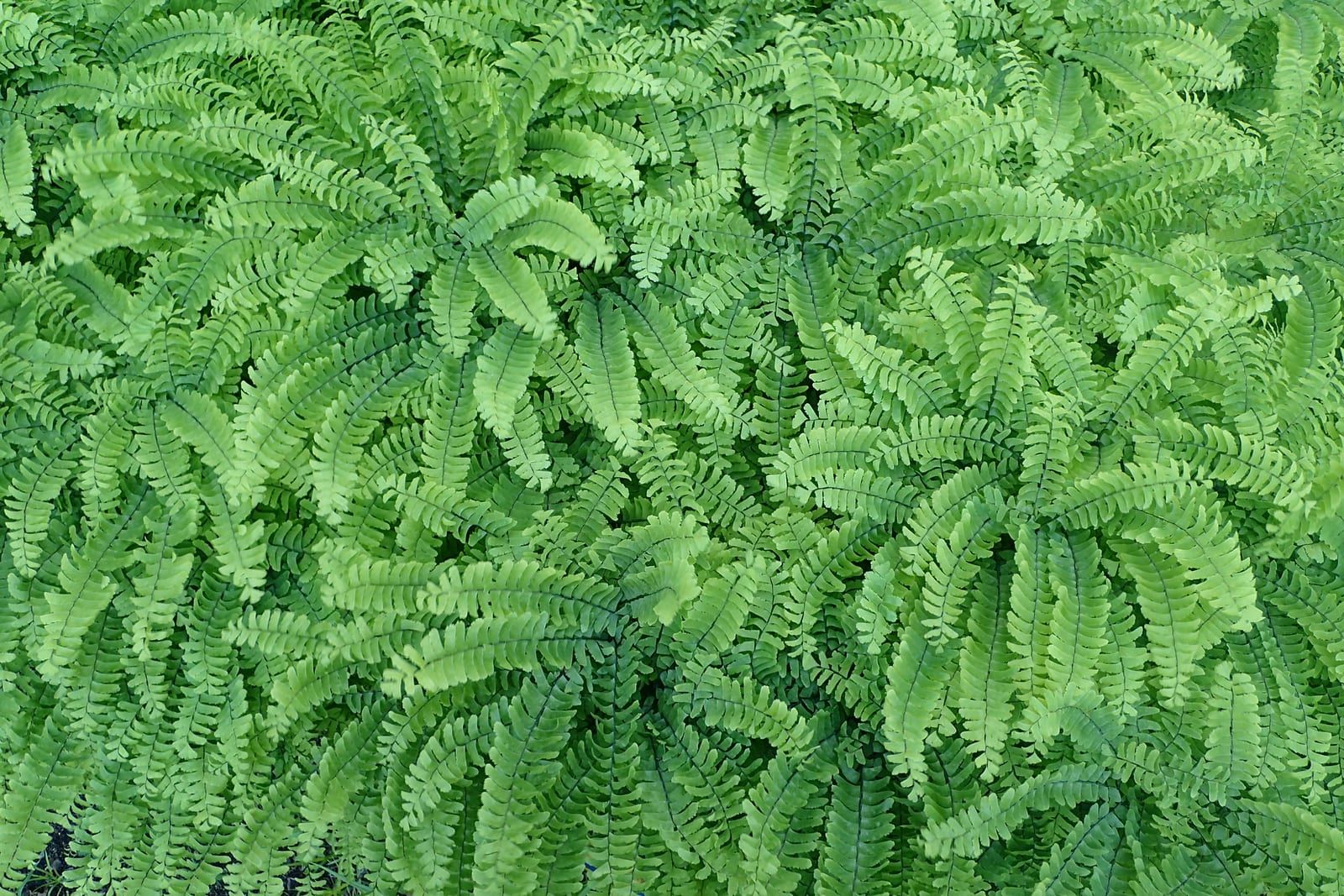A dense colony of northern maidenhair fern seen from above — fan-shaped fronds spread in near-circular whorls on dark, wiry stalks.