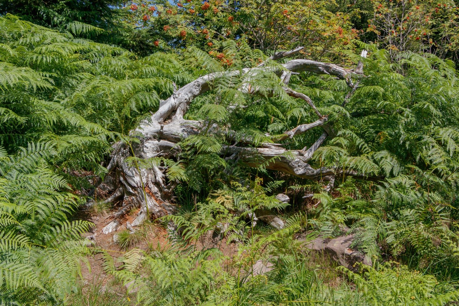 A hillside stand of bracken fern surrounding a weathered, silver-gray fallen tree, with a rowan bearing orange berries behind.